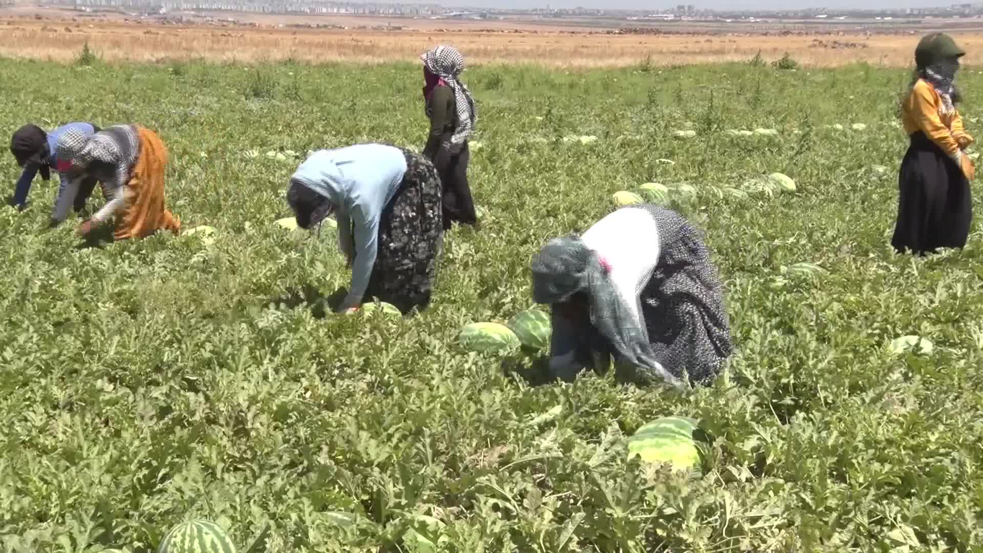 Diyarbakır karpuzunda hasat zamanı… Tarımsal Sanayi İş İnsanları Derneği Başkanı Mehmet Atik: Tarlada 8 lira olan karpuz marketlerde 20-30 liraya satılıyor