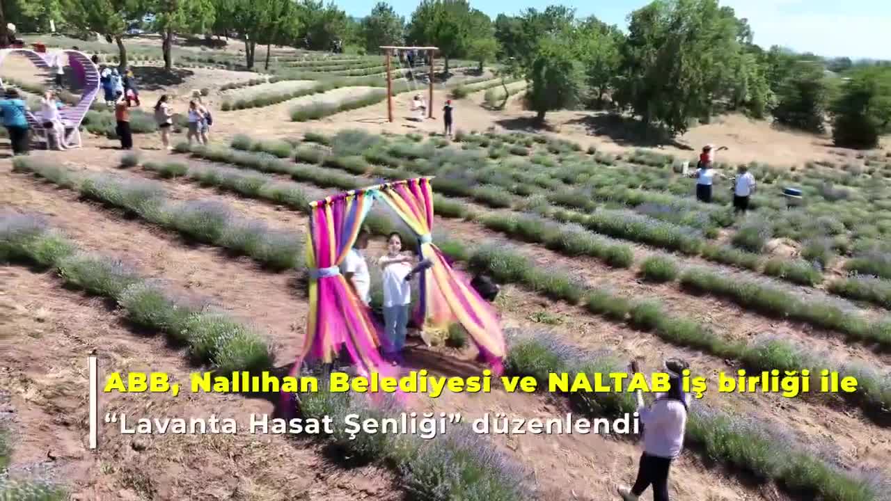 Ankara Büyükşehir Belediyesi'nin desteğiyle 'Lavanta Hasat Şenliği' düzenlendi