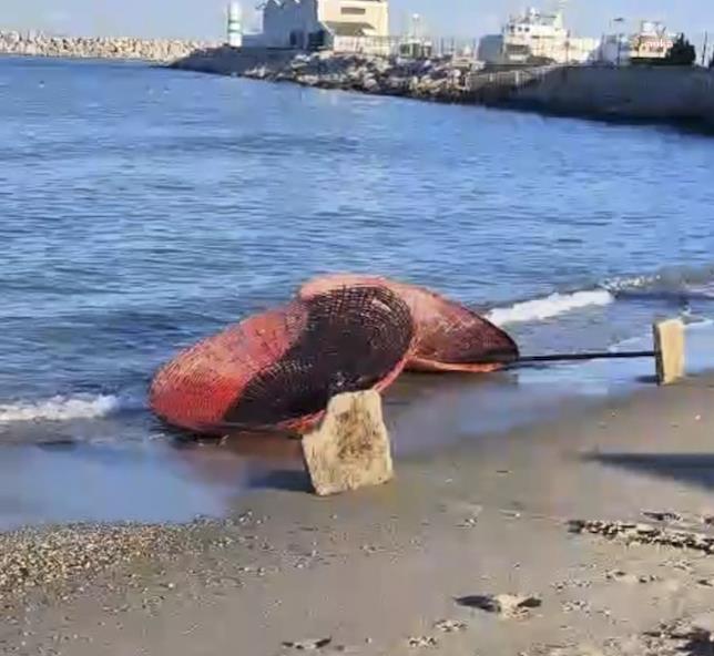 Kuşadası’nda vandallar Marina Halk Plajı’ndaki güneş şemsiyelerini hedef aldı