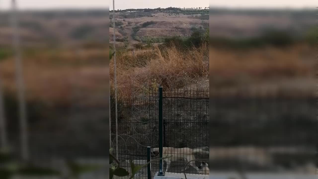İSTANBUL'UN GÖBEĞİNDE GÖRÜNTÜLENEN BOZ AYI, PANİK YARATTI