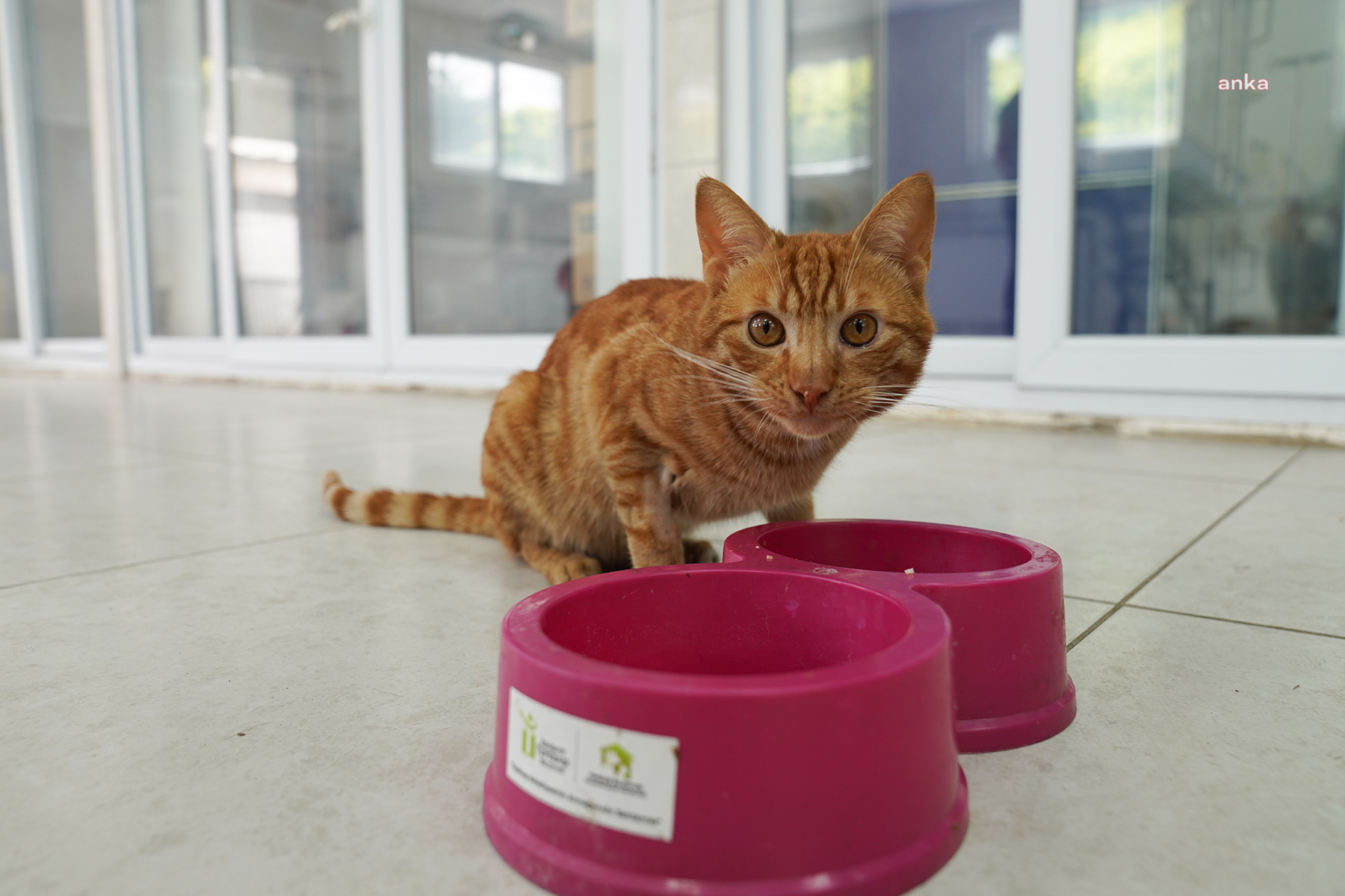 Tepebaşı Belediyesi’nin tedavi ettiği kedi, yeni yuvasına kavuşmayı bekliyor