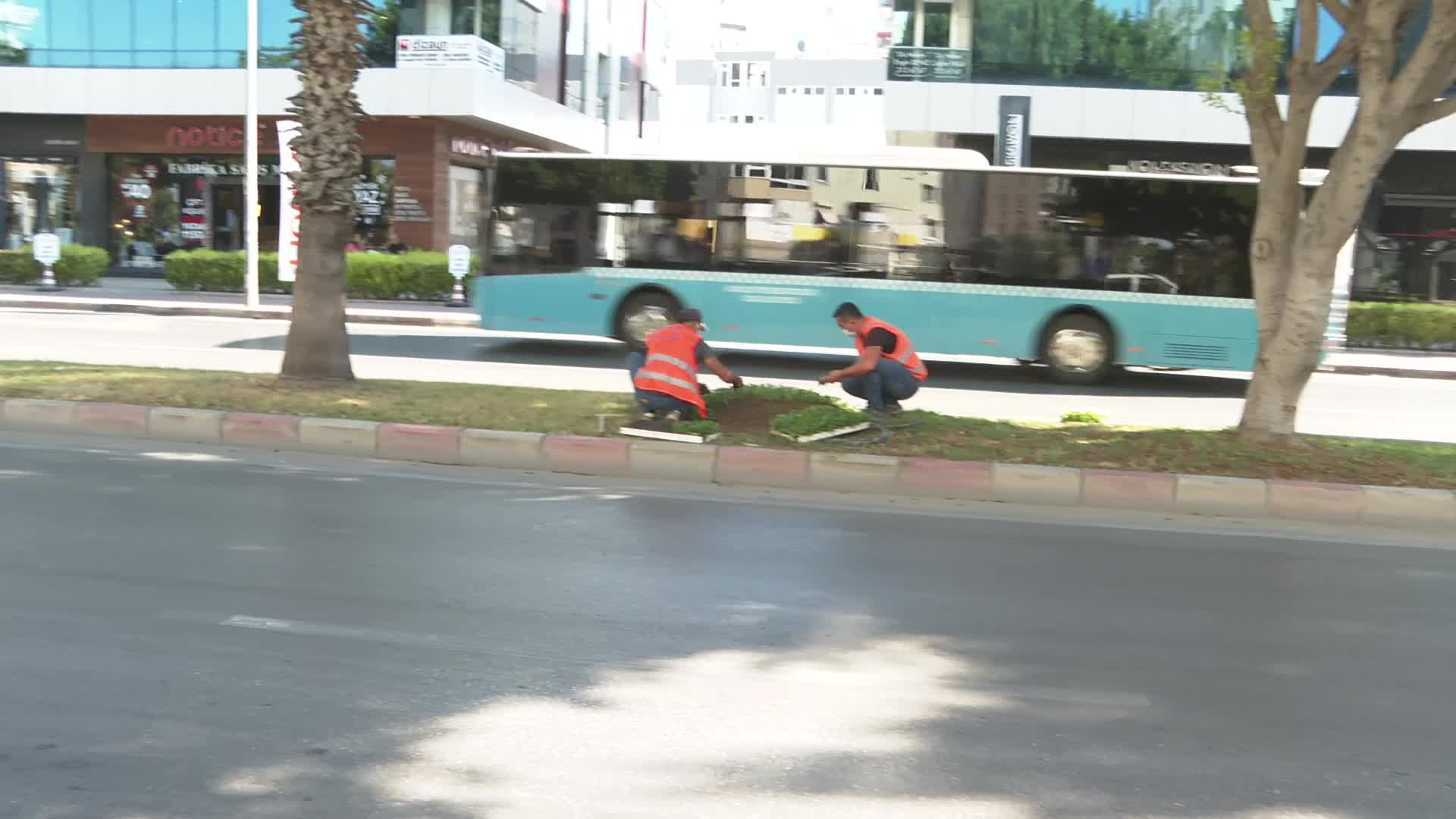 ANTALYA'DA KIŞLIK ÇİÇEKLER TOPRAKLA BULUŞTU