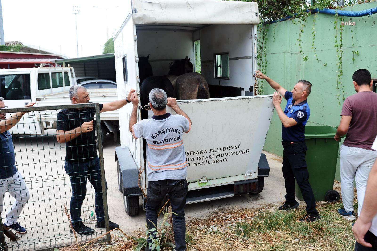 İzmir Karşıyaka’da başıboş atları yakalama operasyonu