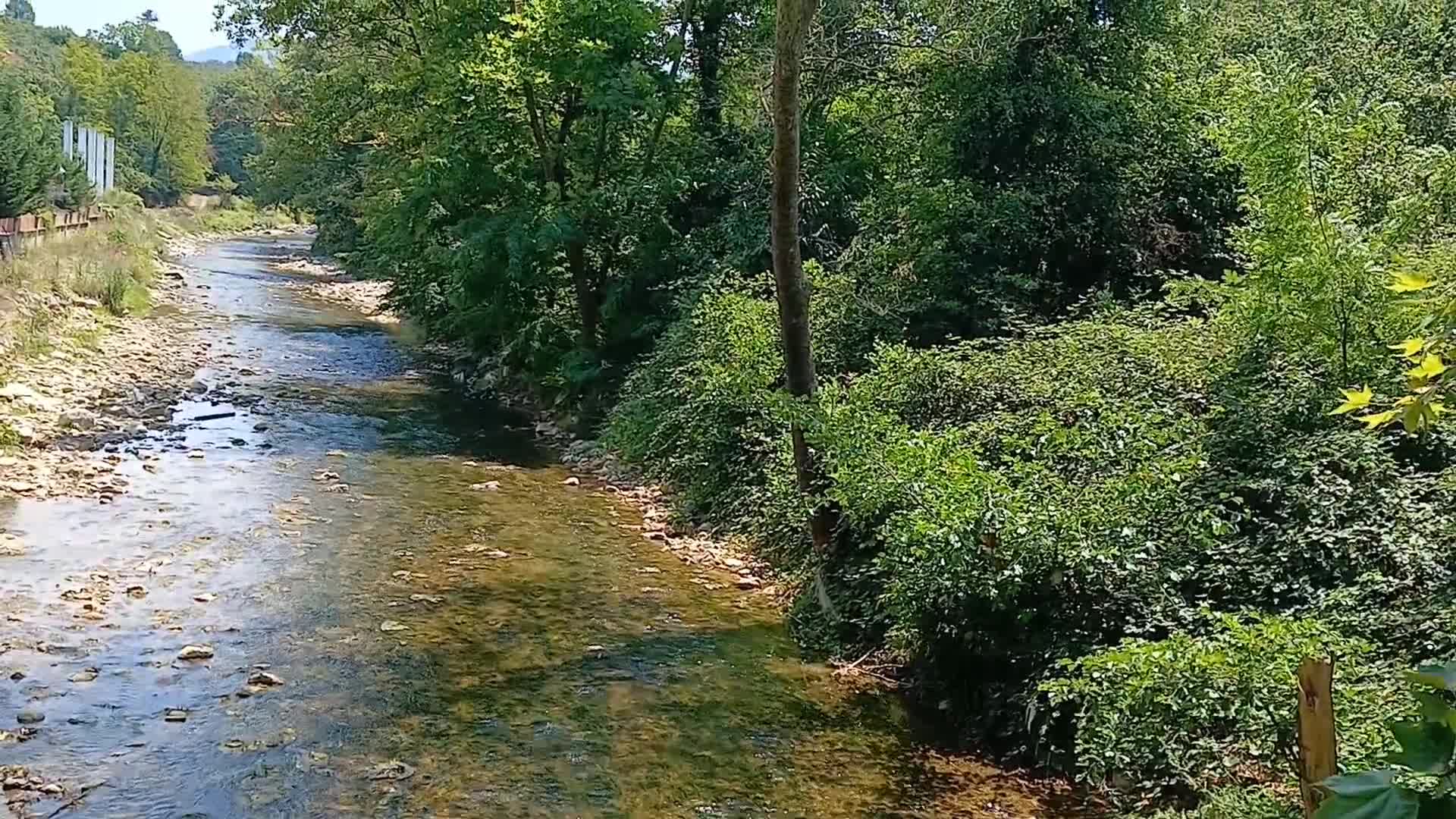 Akçakoca'da ağaç kesimine karşı eylem