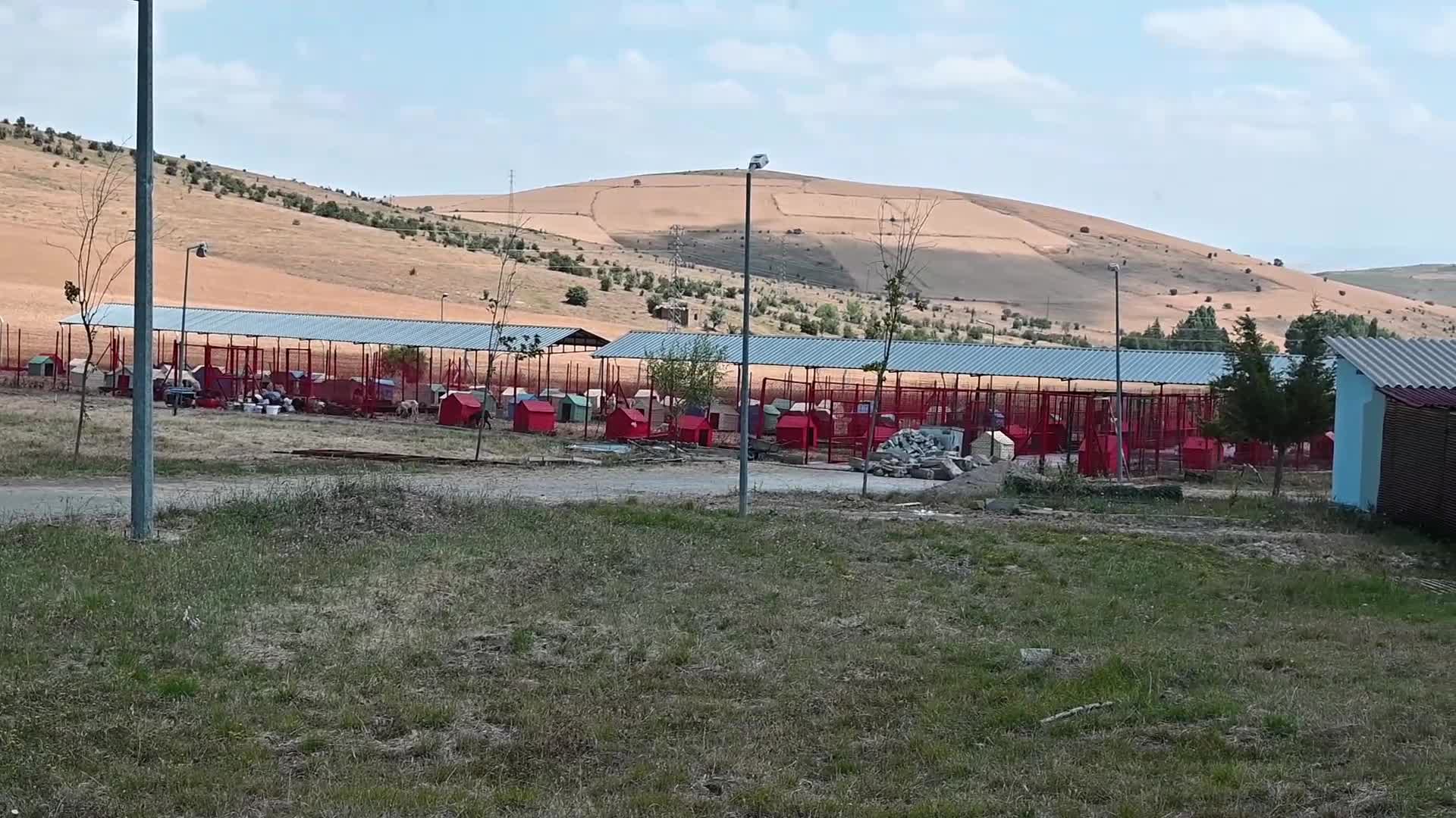 ''Uyutmaya'' ilk tepki Yozgat'tan geldi... Belediye Başkanı Arslan: "Biz hayvanları uyutmayı ya da öldürmeyi hiçbir zaman düşünmüyoruz, düşünmeyeceğiz"