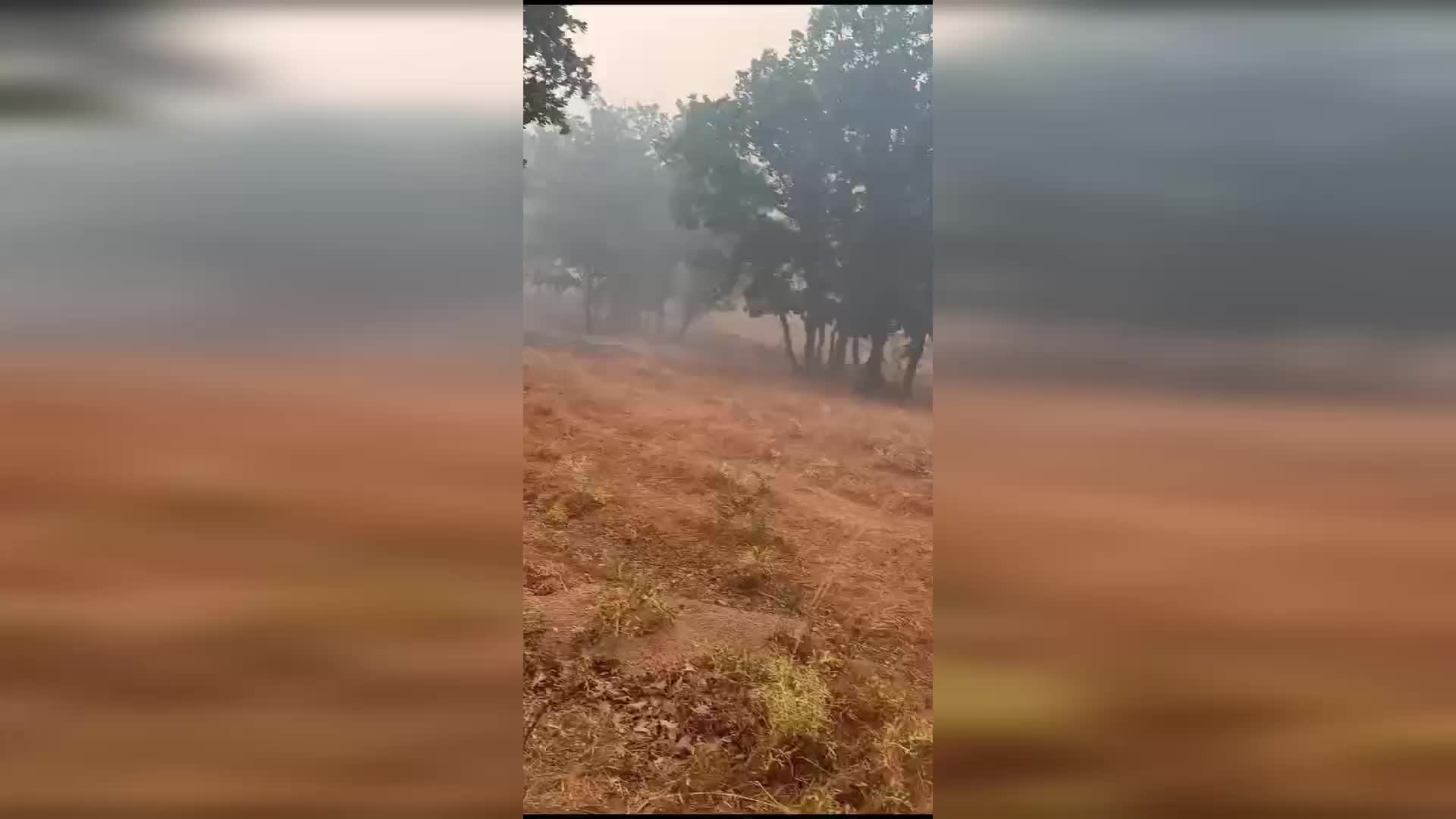 Lalapaşa'da çıkan orman yangınına müdahale sürüyor