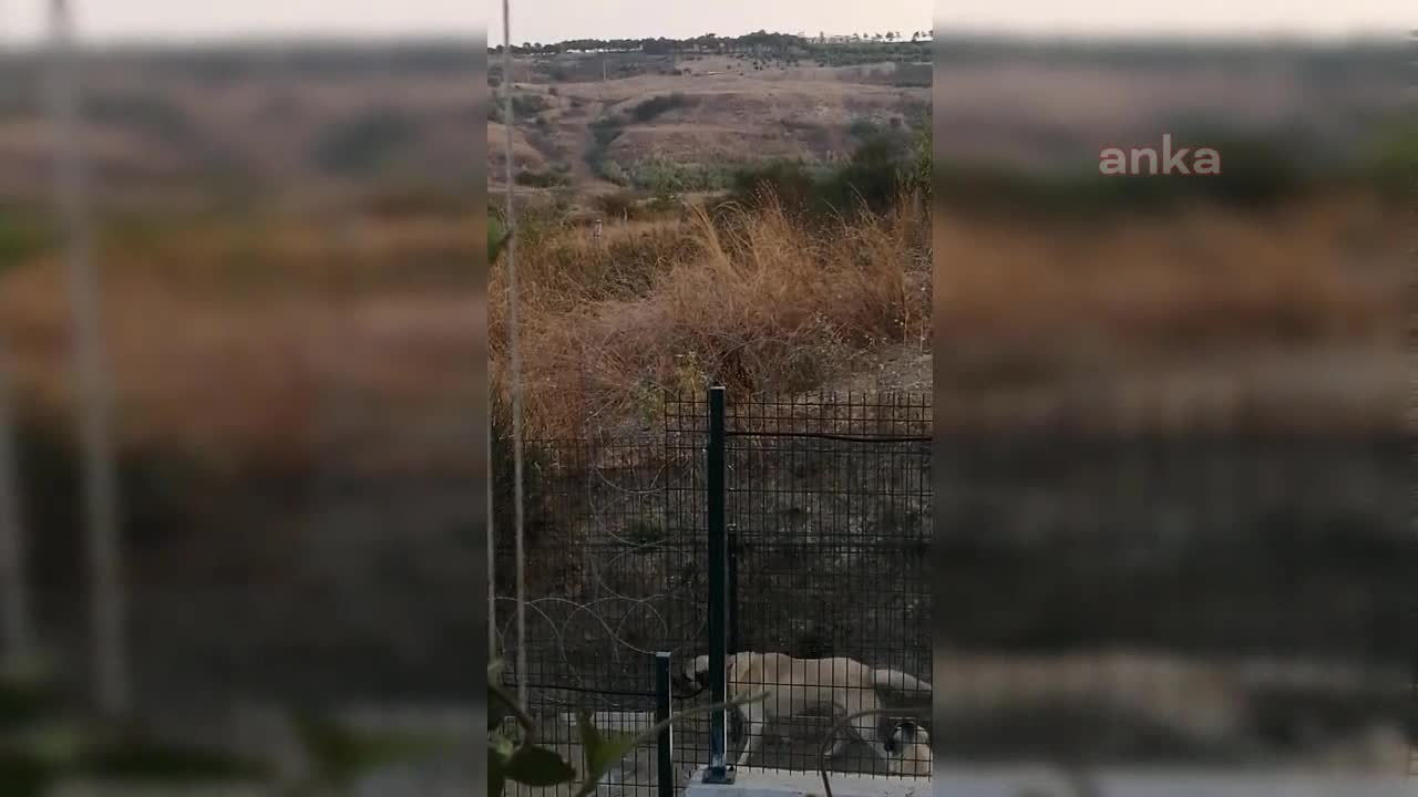 BÜYÜKÇEKMECE'DE GÖRÜNTÜLENEN BOZ AYI İÇİN ARAMA ÇALIŞMALARI SÜRÜYOR