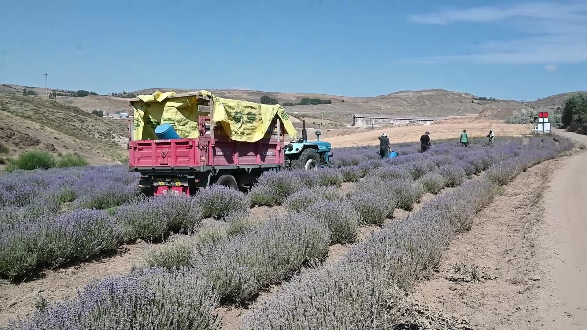 Yozgat'ta lavanta yetiştiren Haliloğlu: "Üretiyoruz ancak, pazar bulmakta zorlanıyoruz"