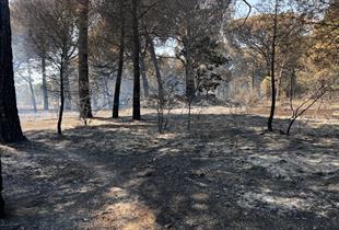Bergama'daki orman yangını kontrol altına alındı