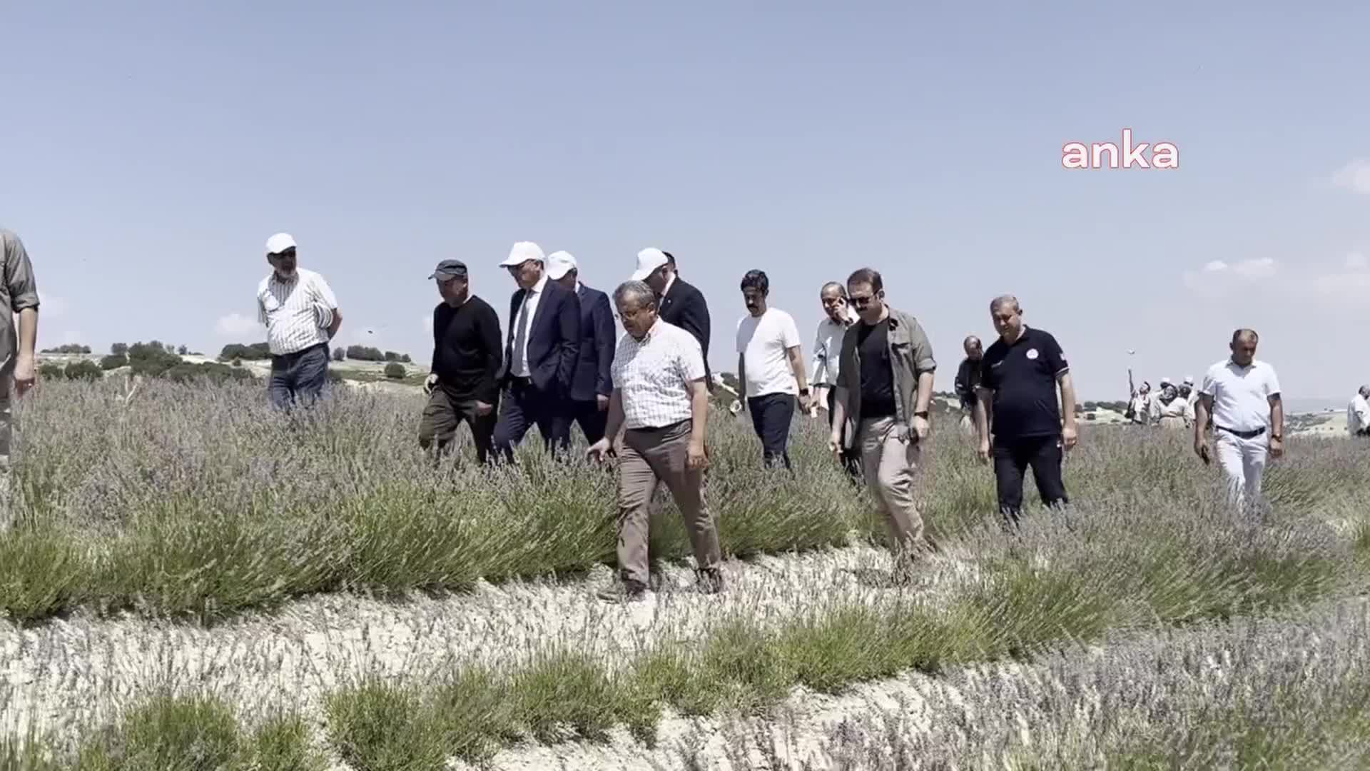 Burdur’da kuraklığa karşı mücadele için dikilen lavantaların hasadı başladı