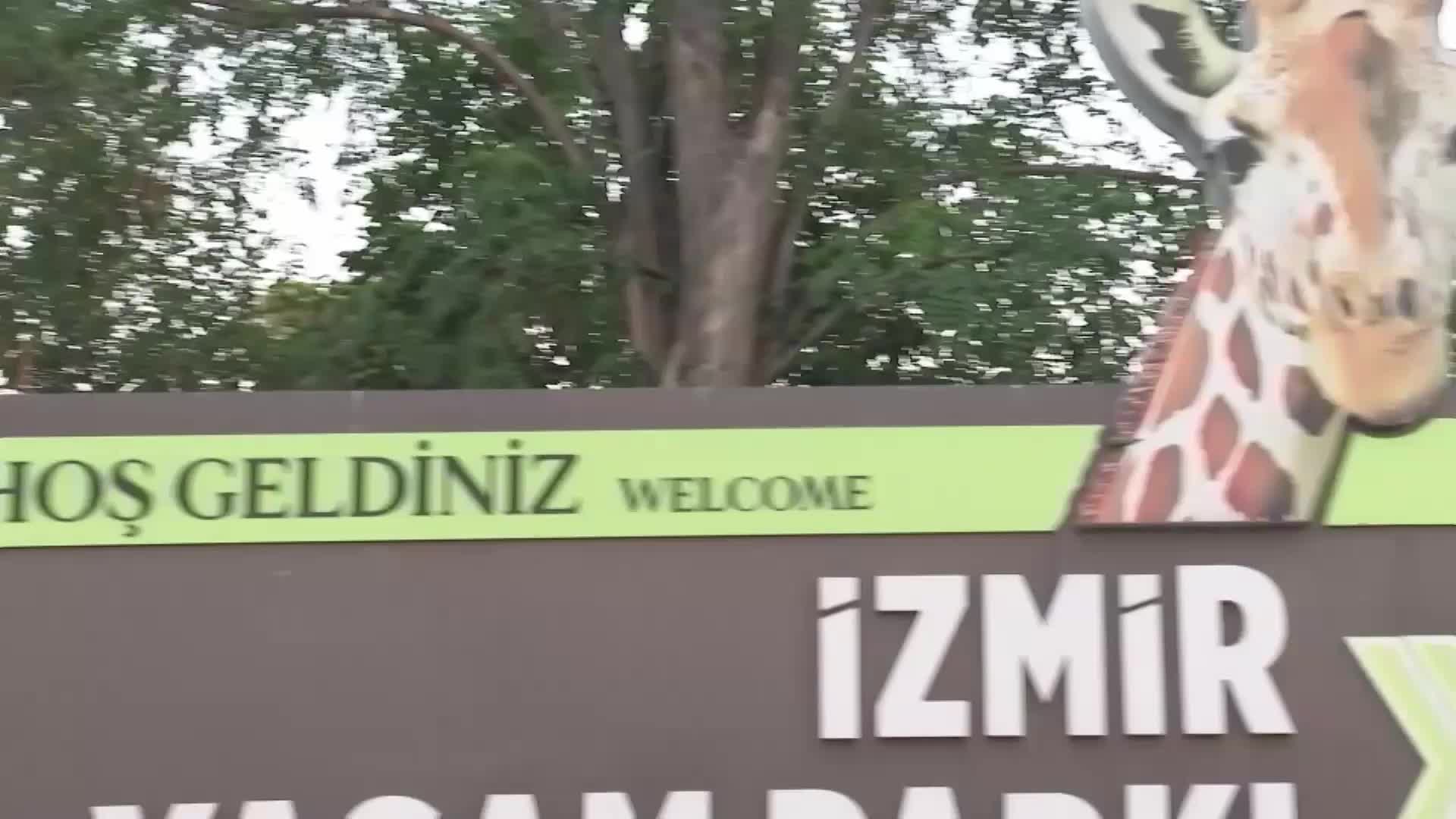 Peçeli baykuşlar özgürlüğe kanat çırptı