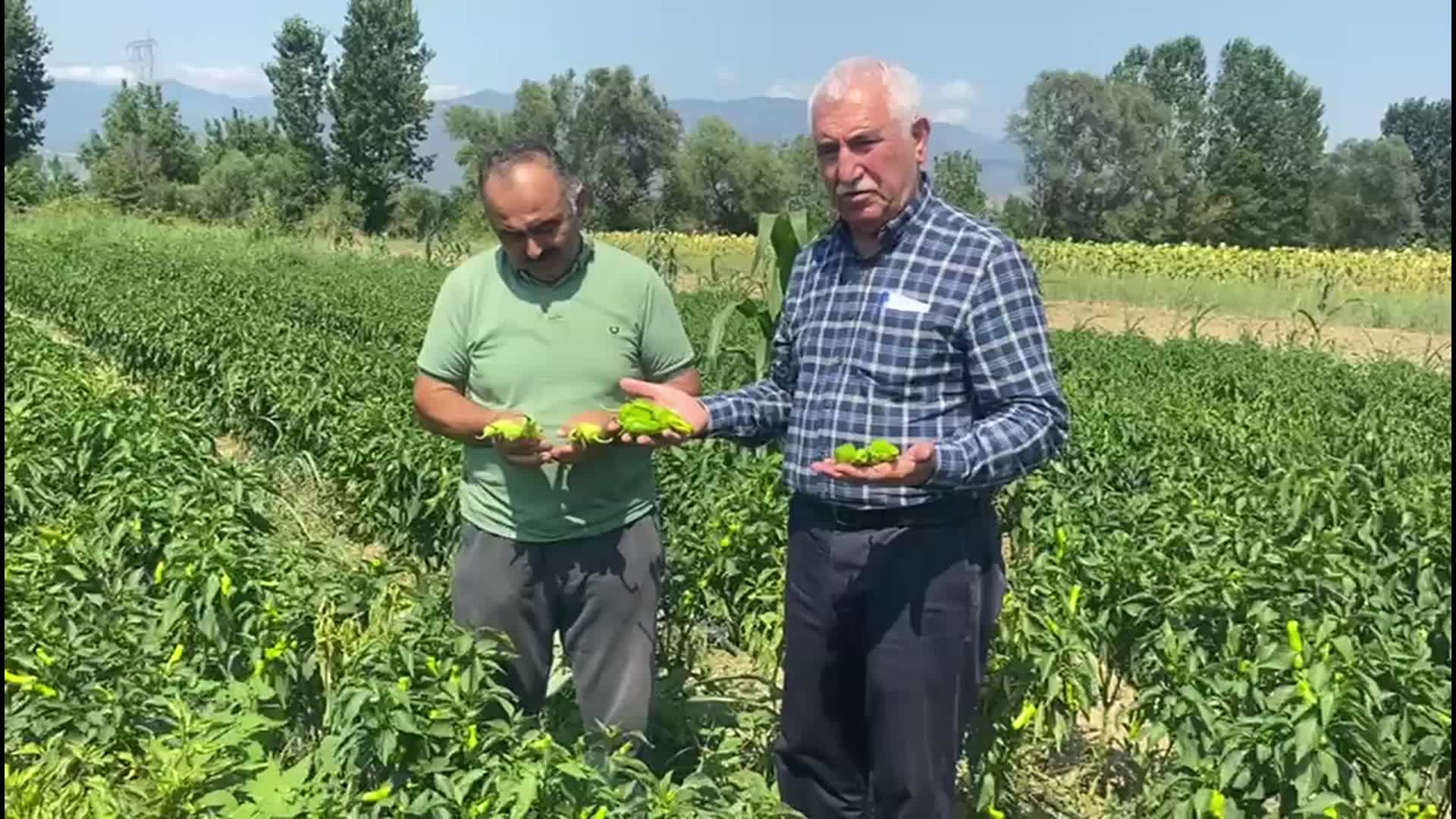 CHP'li Kadim Durmaz'a dert yanan bir çiftçi: "Domatesi 10 liraya aldık, 5 liraya sattık. Ne kazanacağız da ne yiyeceğiz"