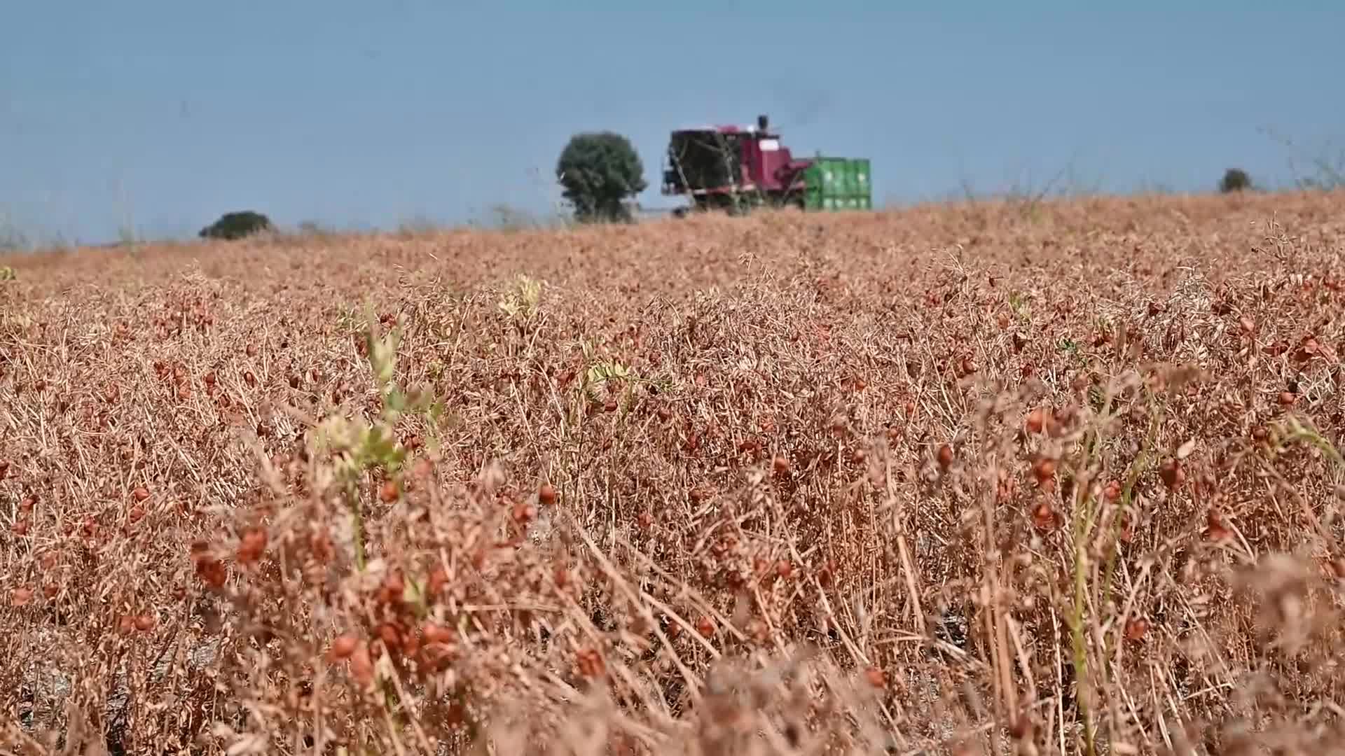 Yozgat'ta yeşil mercimek hasadında sona gelindi