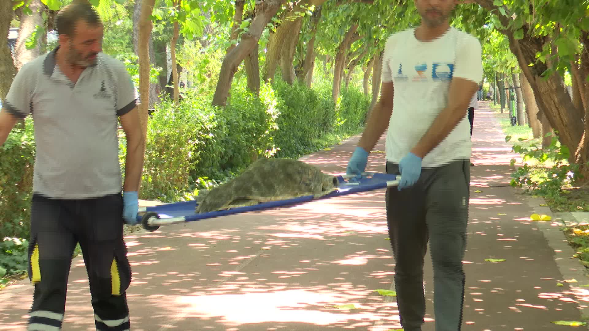Kıyıya vuran yaralı Caretta carettaya yardım eli