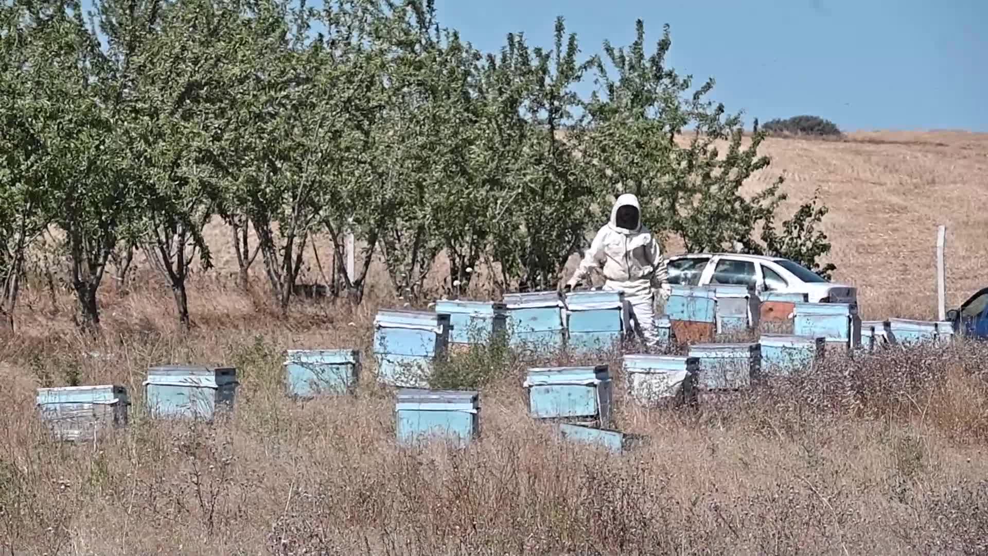 Yozgat'ta bal hasadına bu yıl erken başlandı