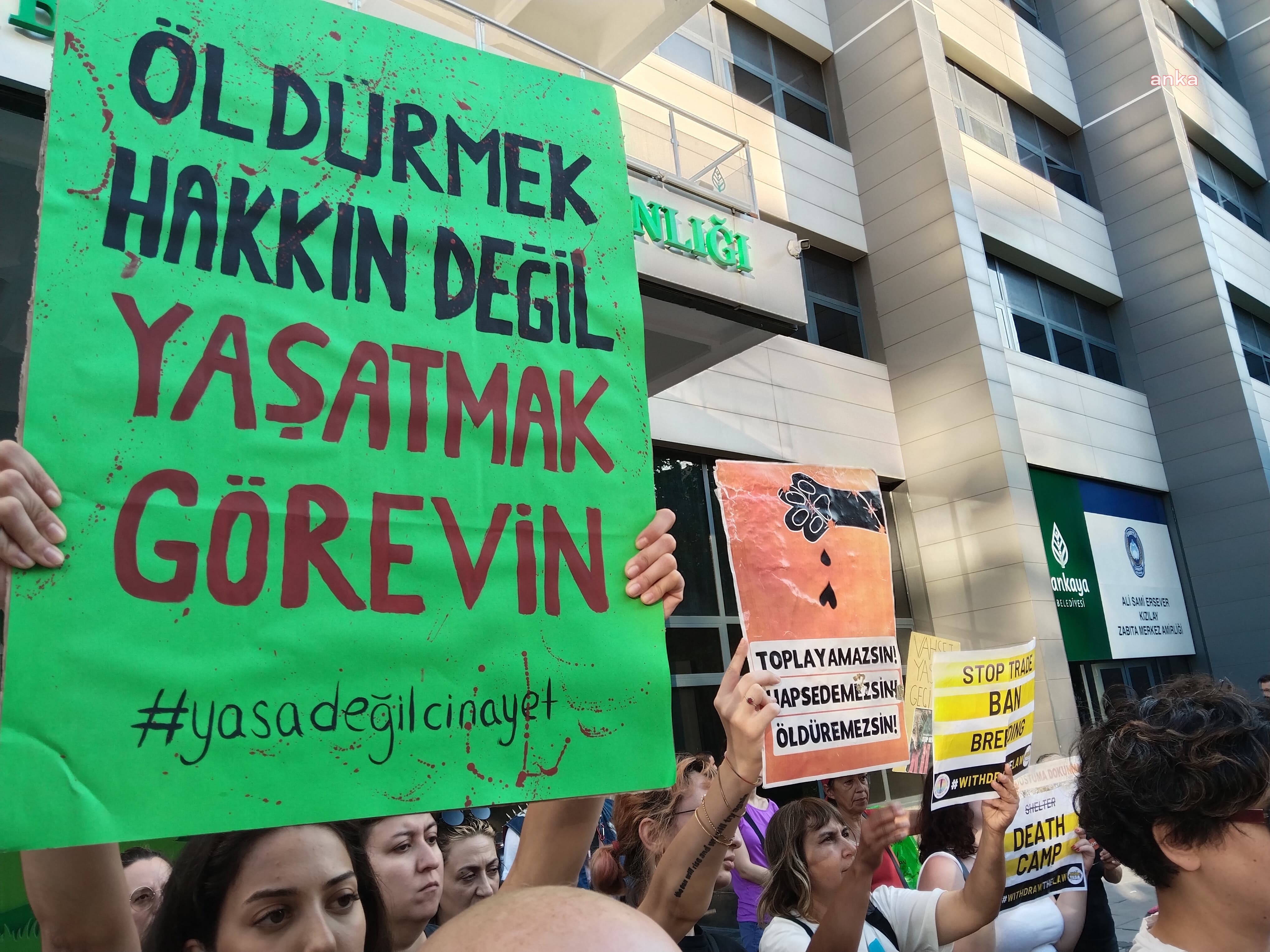 Sokak hayvanlarıyla ilgili yasa yürürlüğe girdikten sonra belediyelerin sorumlulukları başlıyor