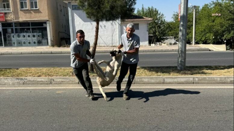 Diyarbakır’da tepki çeken köpek toplatma görüntüsü... Silvan Belediyesi özür diledi