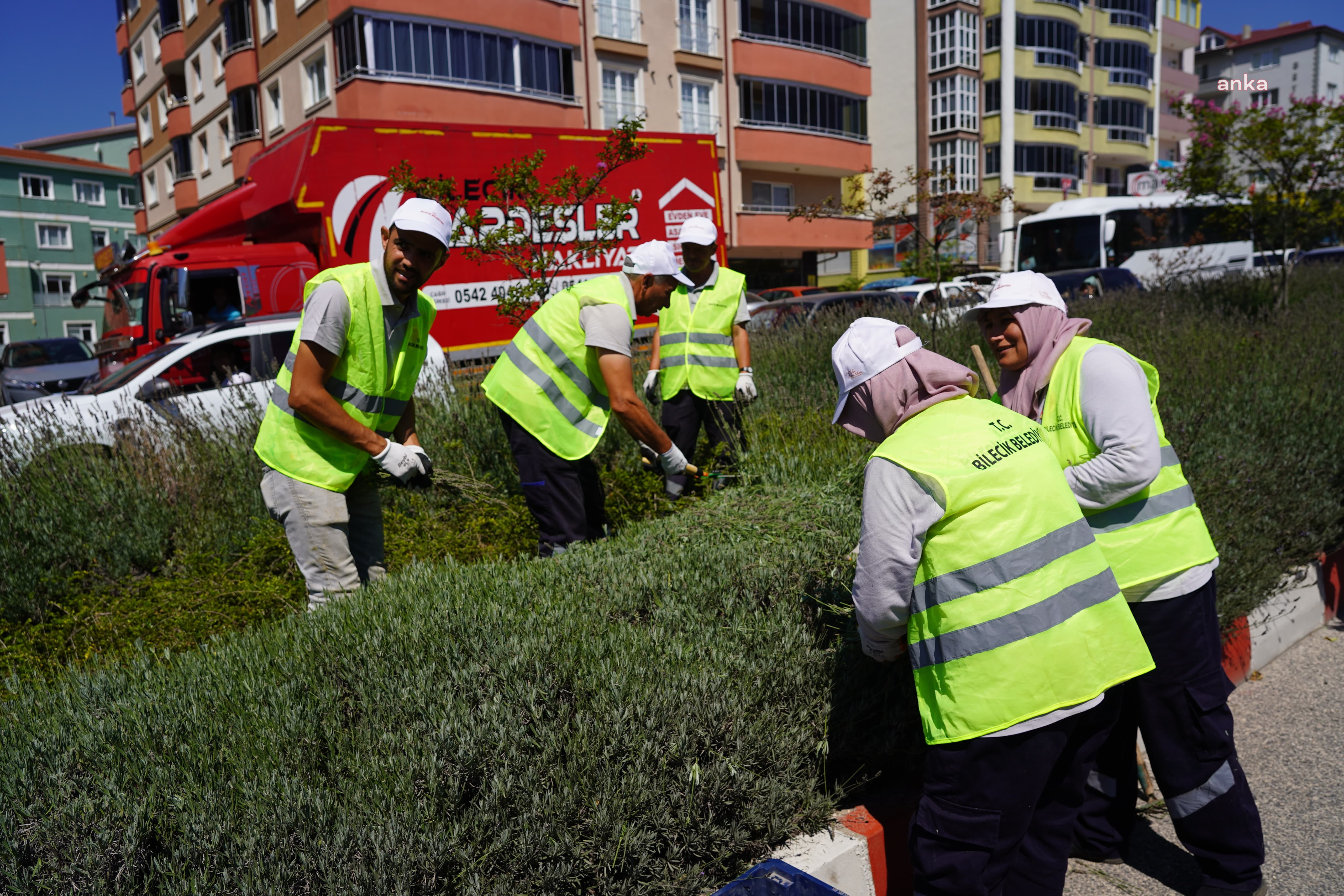 Bilecik’in orta refüjlerinde yetiştirilen lavantalar hasat için toplandı