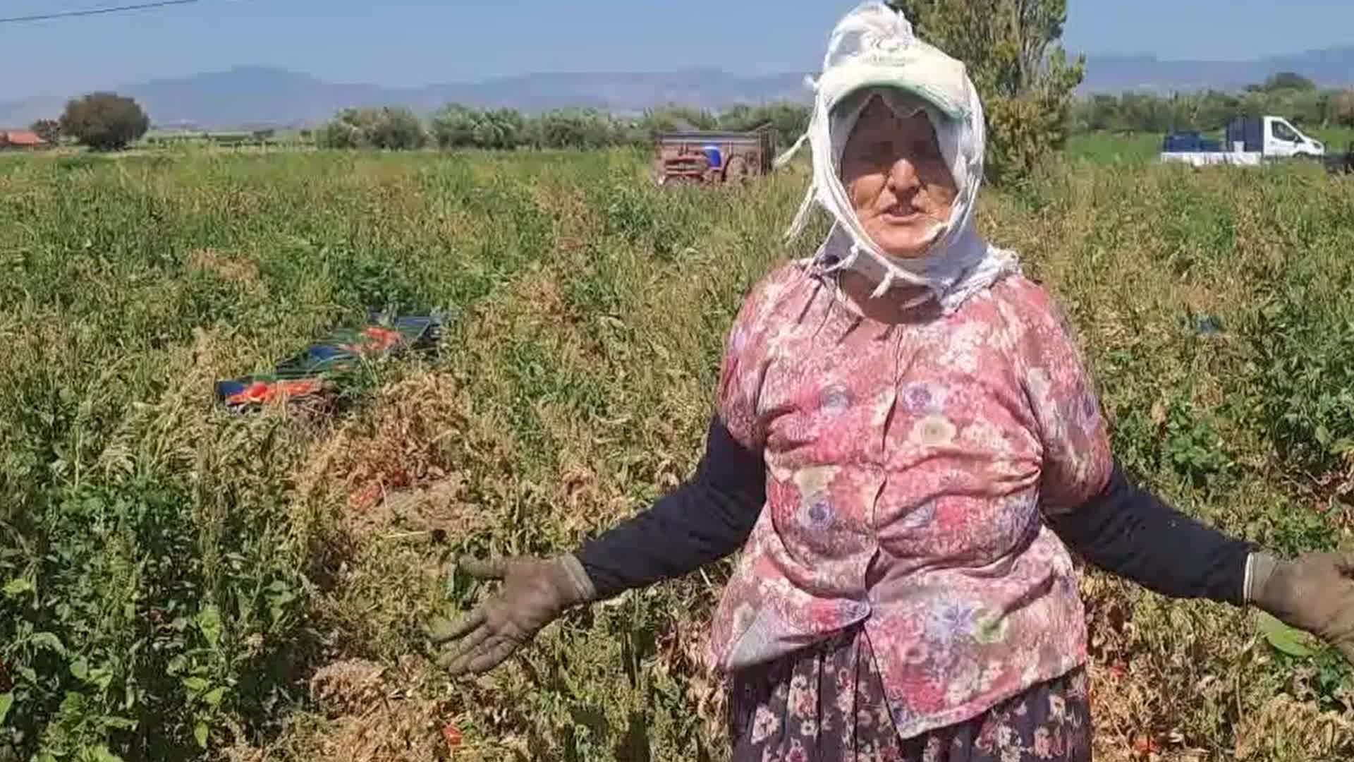 Domates üreticilerinden fiyat protestosu: "Çiftçi 2,25'e aldığı domates fidanını 1,80 kuruşa veriyor. Bunun karı nerede?"