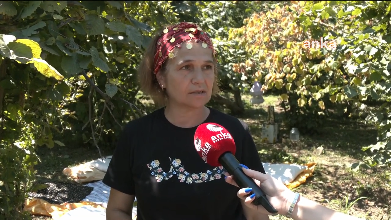 Ordu'daki üreticilerden fındık alım fiyatına tepki... "Fındık işi bitti. Artık seneye bence fındık yok. İşçi parasını kurtarmayacak, çok zarar edeceğiz""