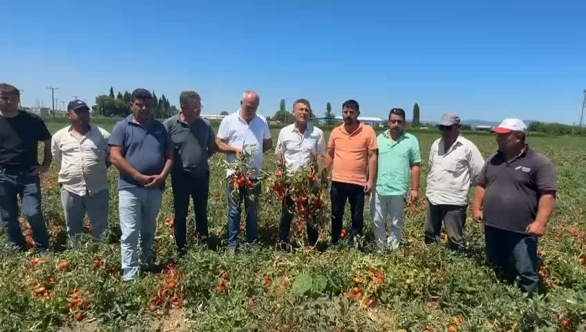 CHP’li Sarıbal’dan domates ve karpuz üreticisi için çağrı : "Çiftçi zarar içinde, destek şart"