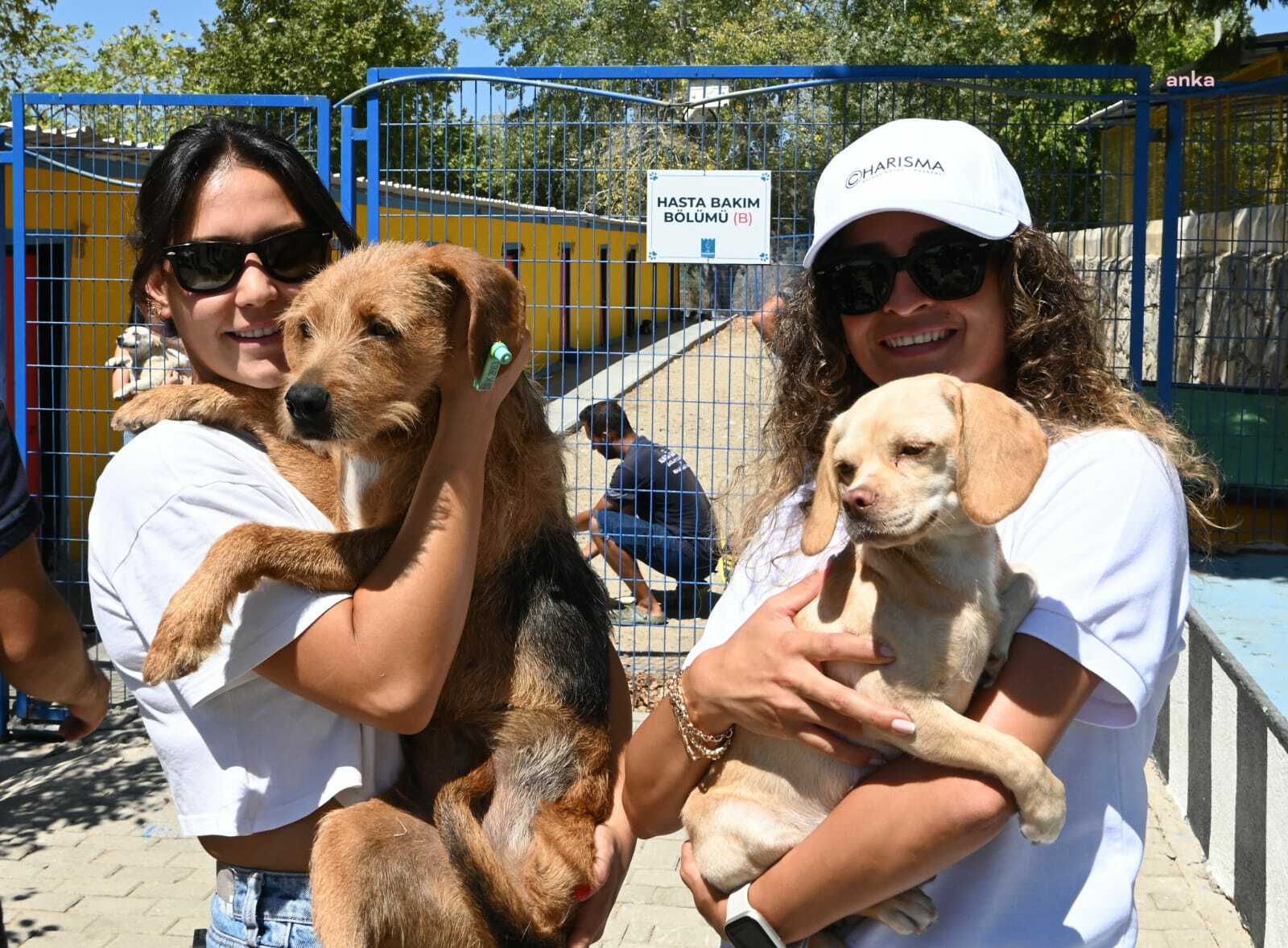 Kuşadası Belediyesi, 18 köpeği yuvaya kavuşturdu