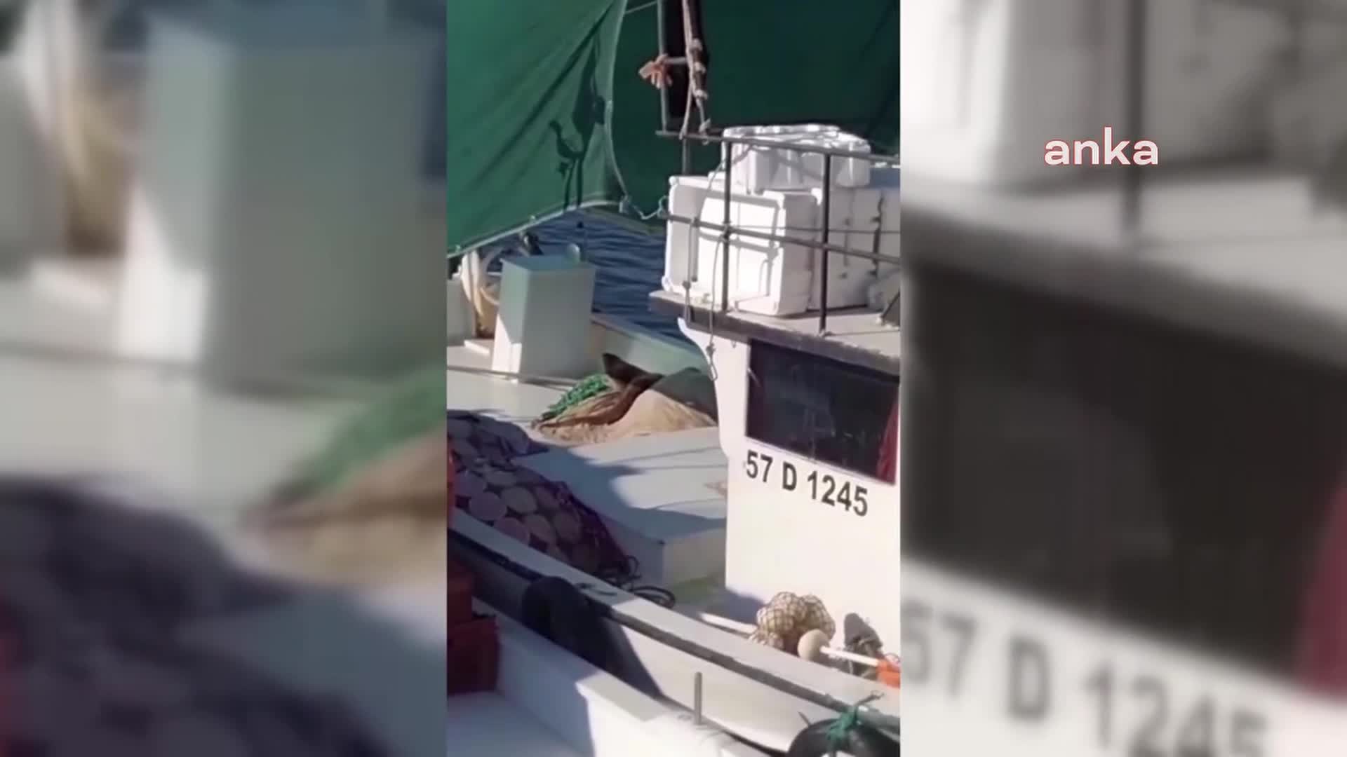 Sinop'ta bir balıkçı teknesinde su samuru görüntülendi