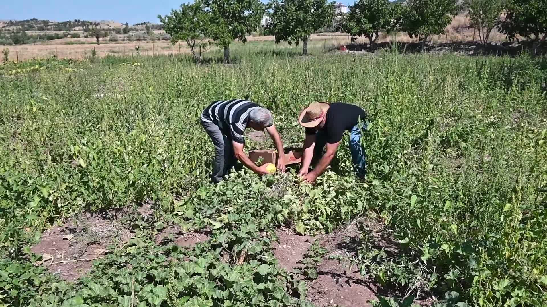 Yozgat’ın coğrafi işaretli bağrıbütün kavununun hasadı başladı