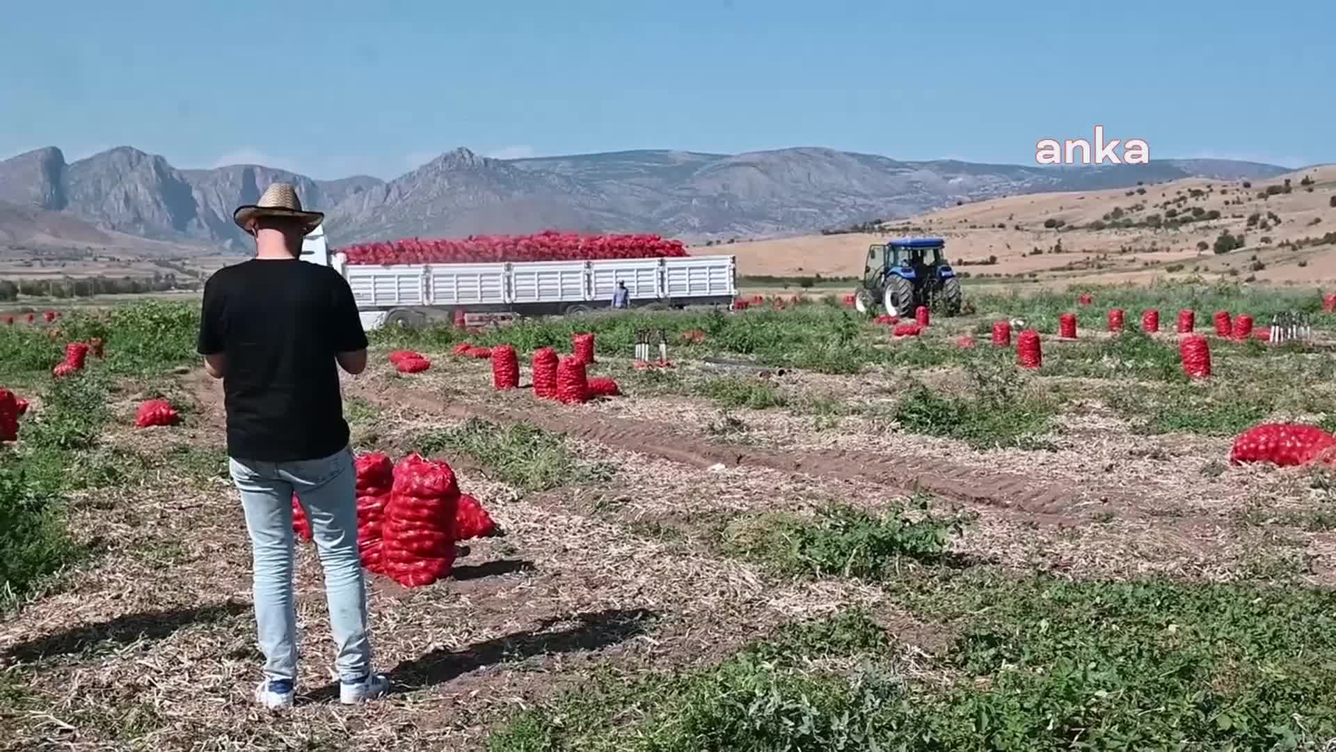 Yozgat’ta soğan üreticileri: "Sezonun sonunda ya tarlamızı ya traktörümüzü satacağız"