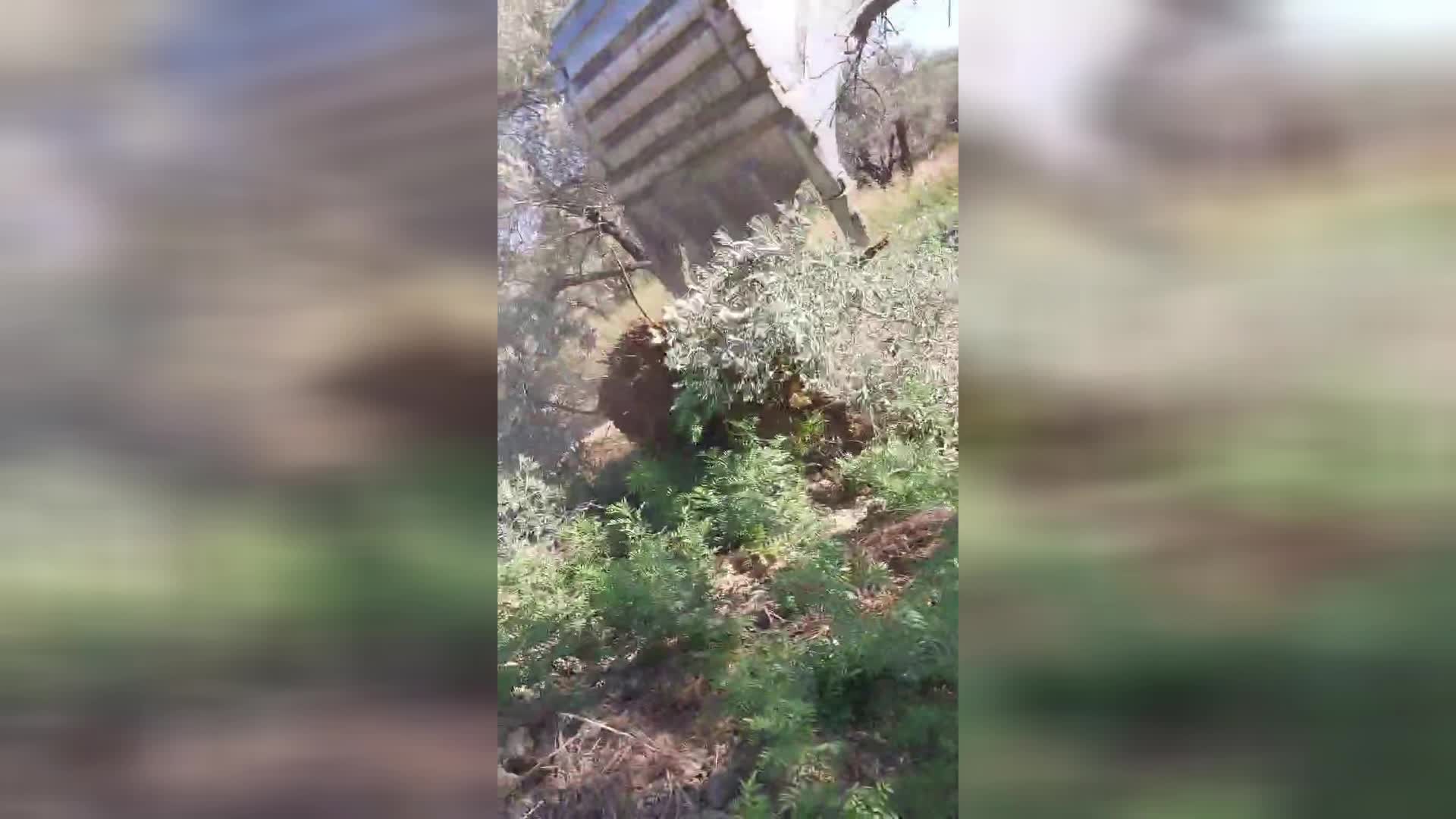 Hatay'da, konutlara yol yapmak için zeytin ağaçlarının sökülmesine vatandaşlar tepkili: "Arazimiz kamulaştırma olmadan gasp usulüyle alınmakta"
