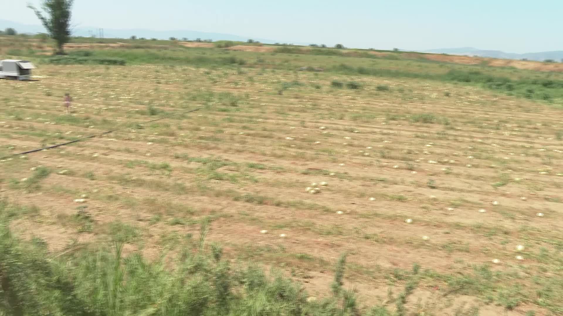 İzmirli çiftçi tarlada kalan karpuzlarını hayvanlara yem yaptı... Buzdolabında soğutularak verilen karpuzları hayvanlar iştahla yedi