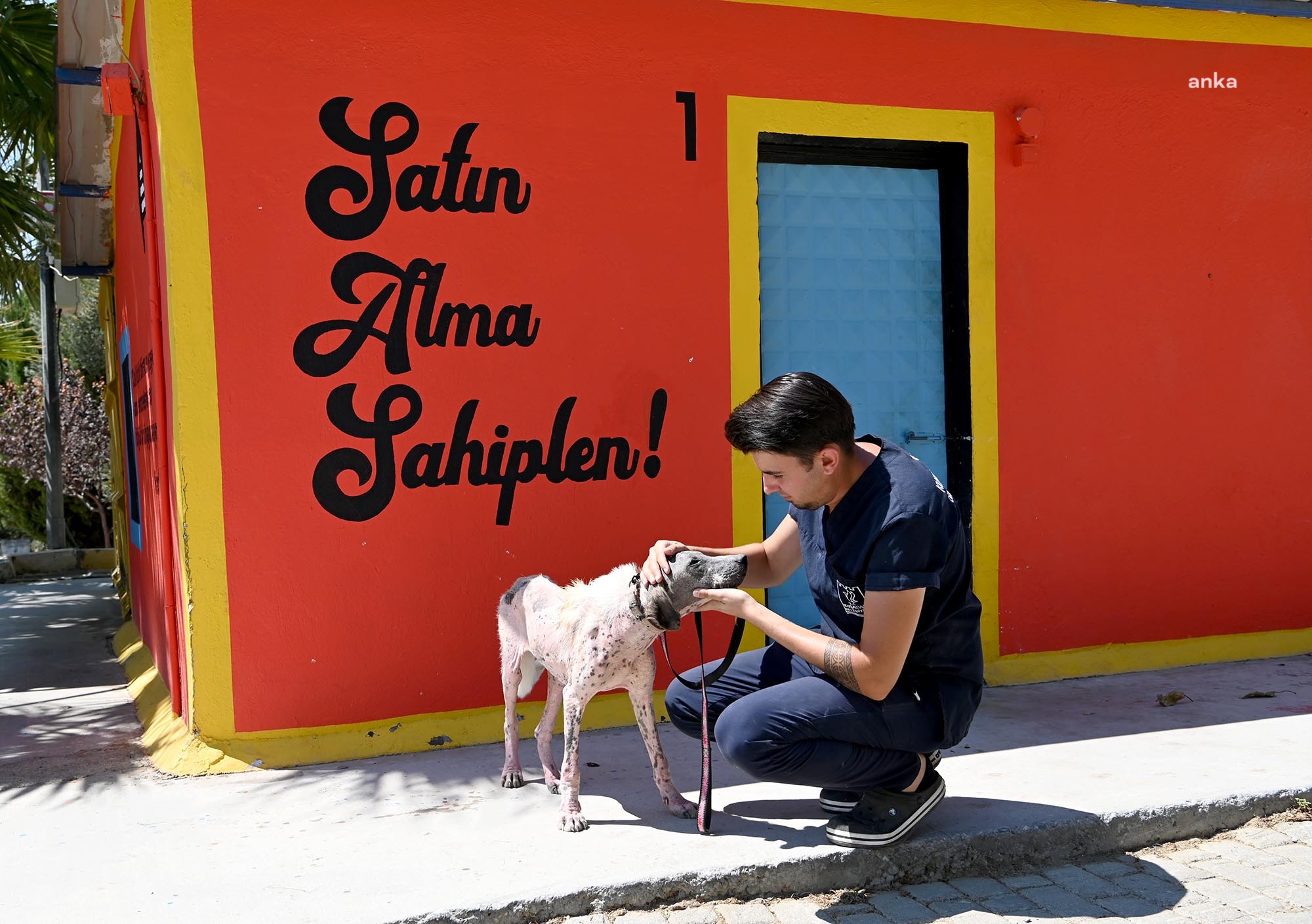 Kuşadası’nda orman yangınından kurtarılan köpek “Umut” sağlığına kavuştu