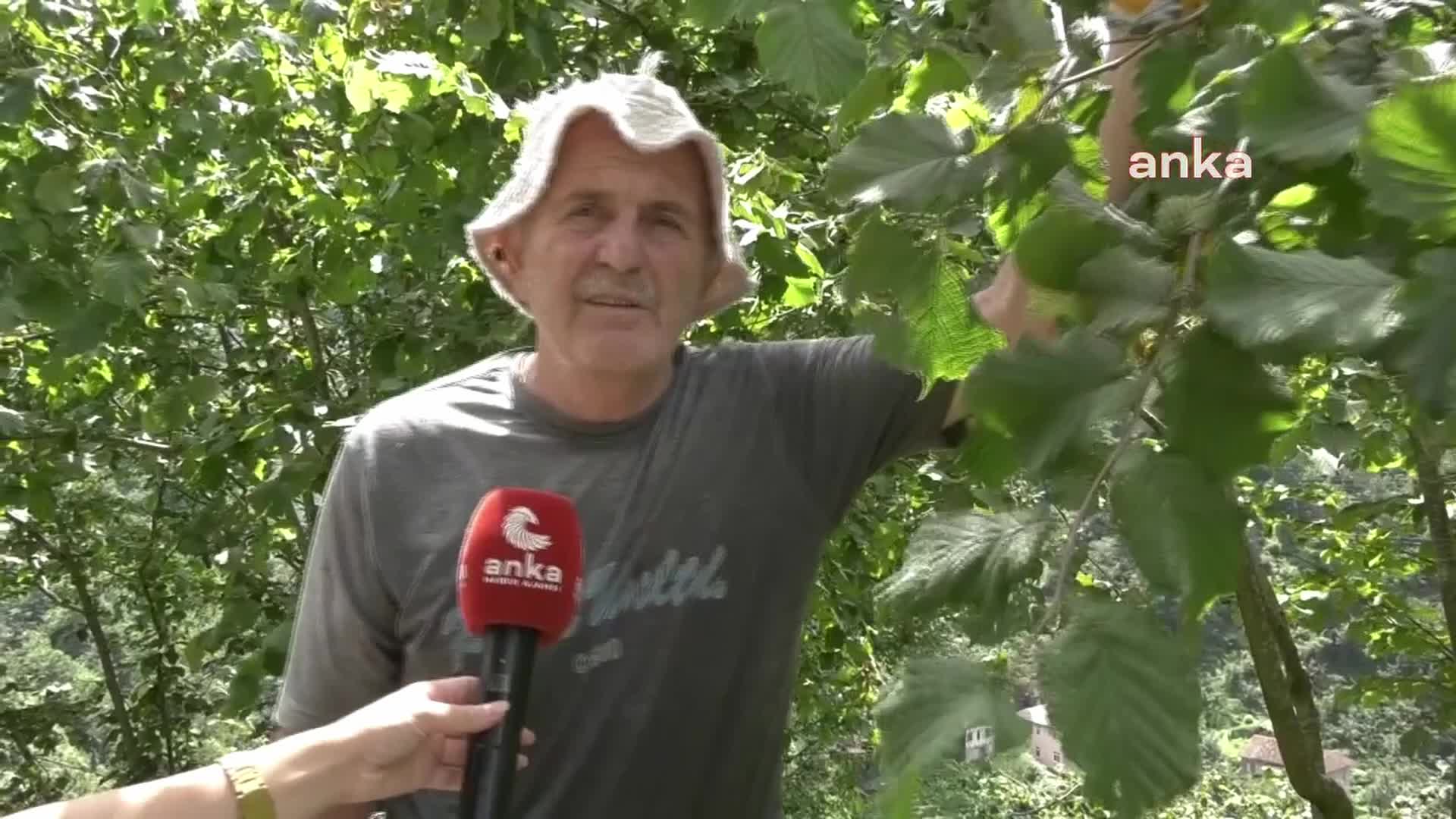 Trabzonlu fındık üreticileri: “İnsanların kendi coğrafyalarına tutunabilmeleri engelleniyor”