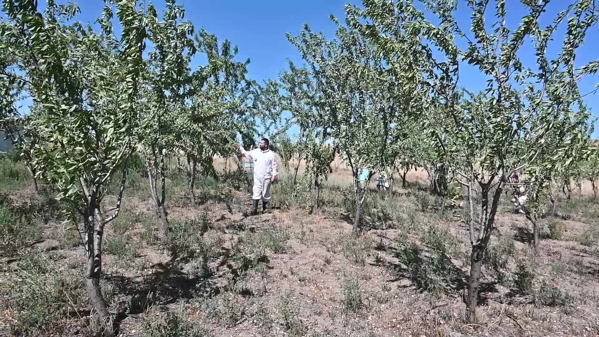 Yozgat’ta badem bahçelerine yenileri ekleniyor