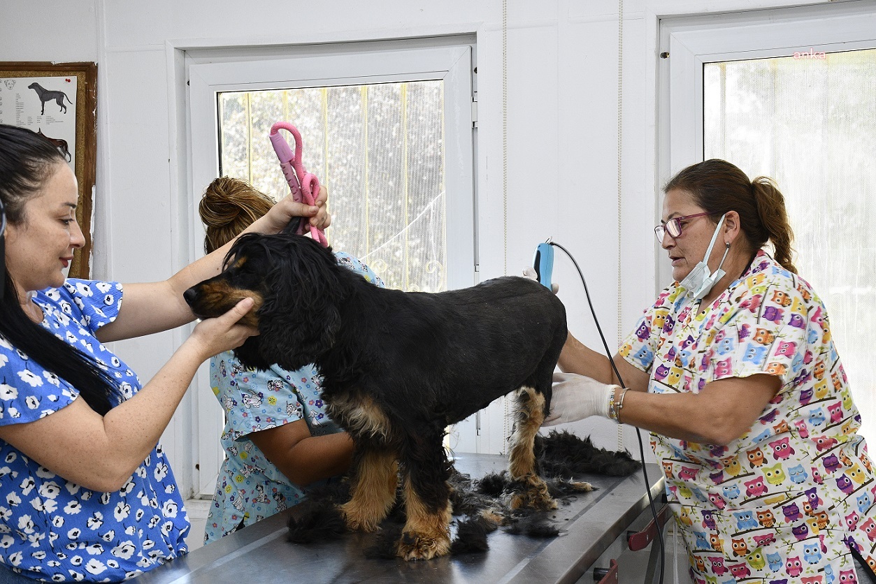 Kuşadası Evcil Hayvan Rehabilitasyon Merkezi'nden pet kuaförlük hizmeti