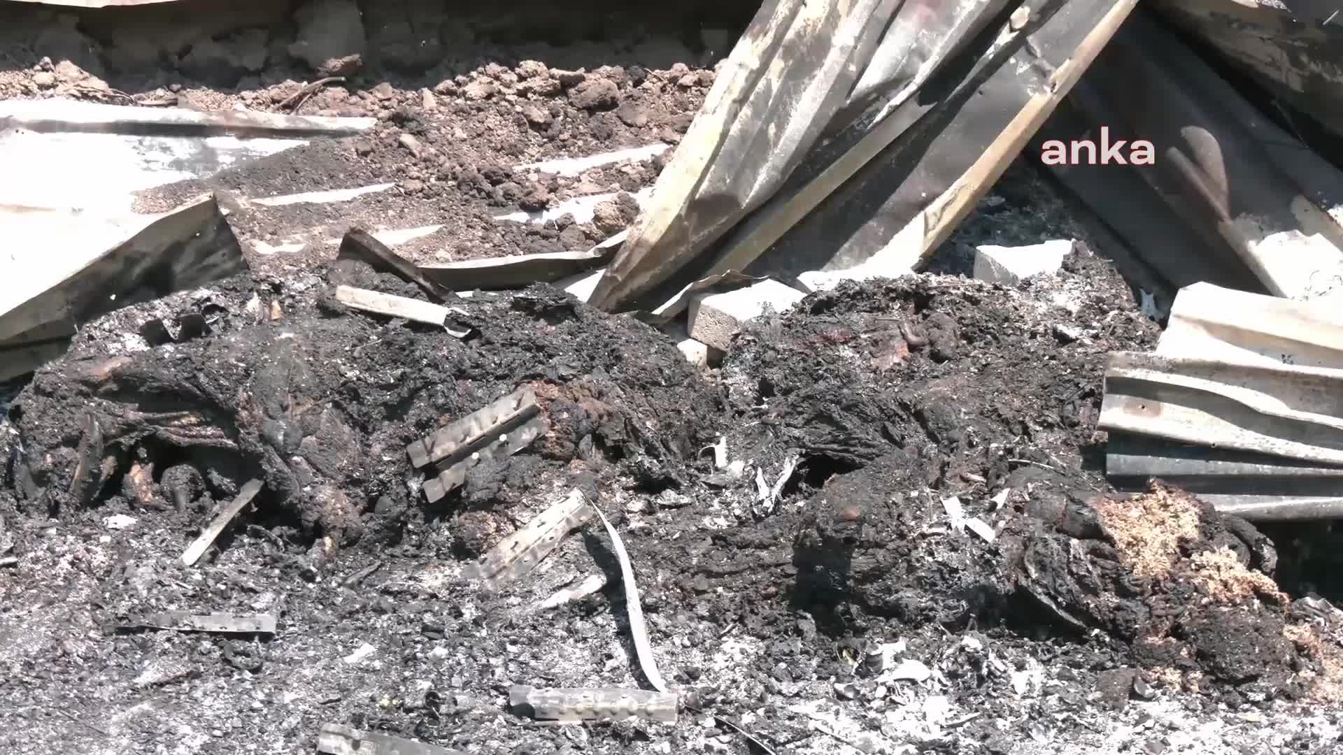 Karşıyaka'daki yangınlarda onlarca besi hayvanı can verdi