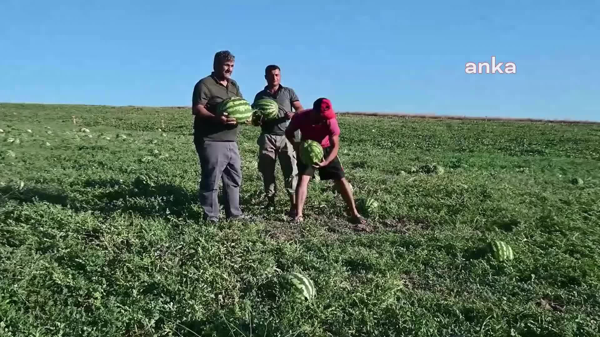 Yozgat’ta kavun-karpuz yetiştiricisi girdi maliyetlerinden yakınıyor