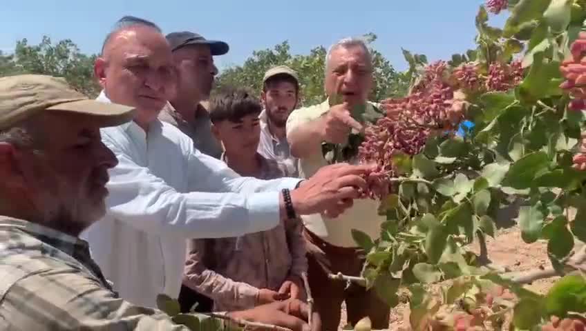 CHP'li Öztürkmen ve Meriç, Antep Fıstığı üreticilerinin sorunlarını dinledi, 24 Ağustos'taki mitinge çağırdı