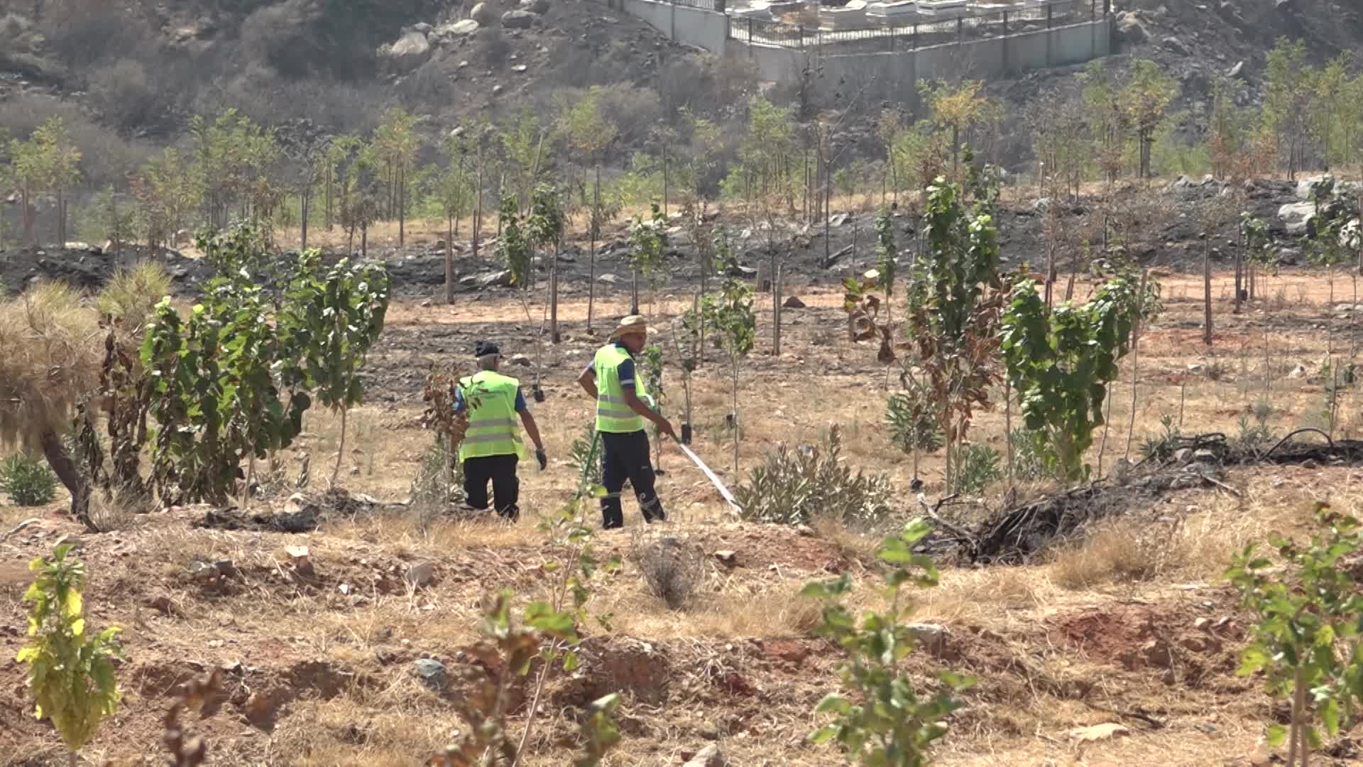 İzmir Büyükşehir, yangınların etkilediği 15 bin ağacı tedavi edecek
