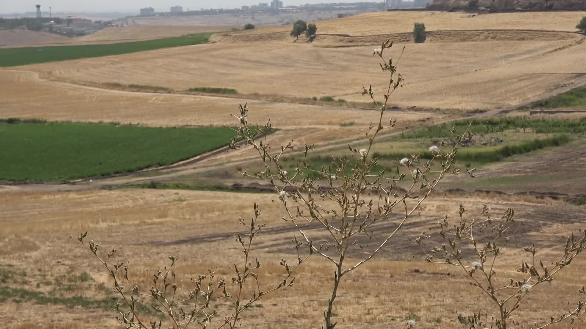 Diyarbakır’dan 2 yıl işlenmeyen tarım arazilerinin kiralanmasına ilişkin yönetmeliğe tepki: Bölgede kan davalarına yol açar