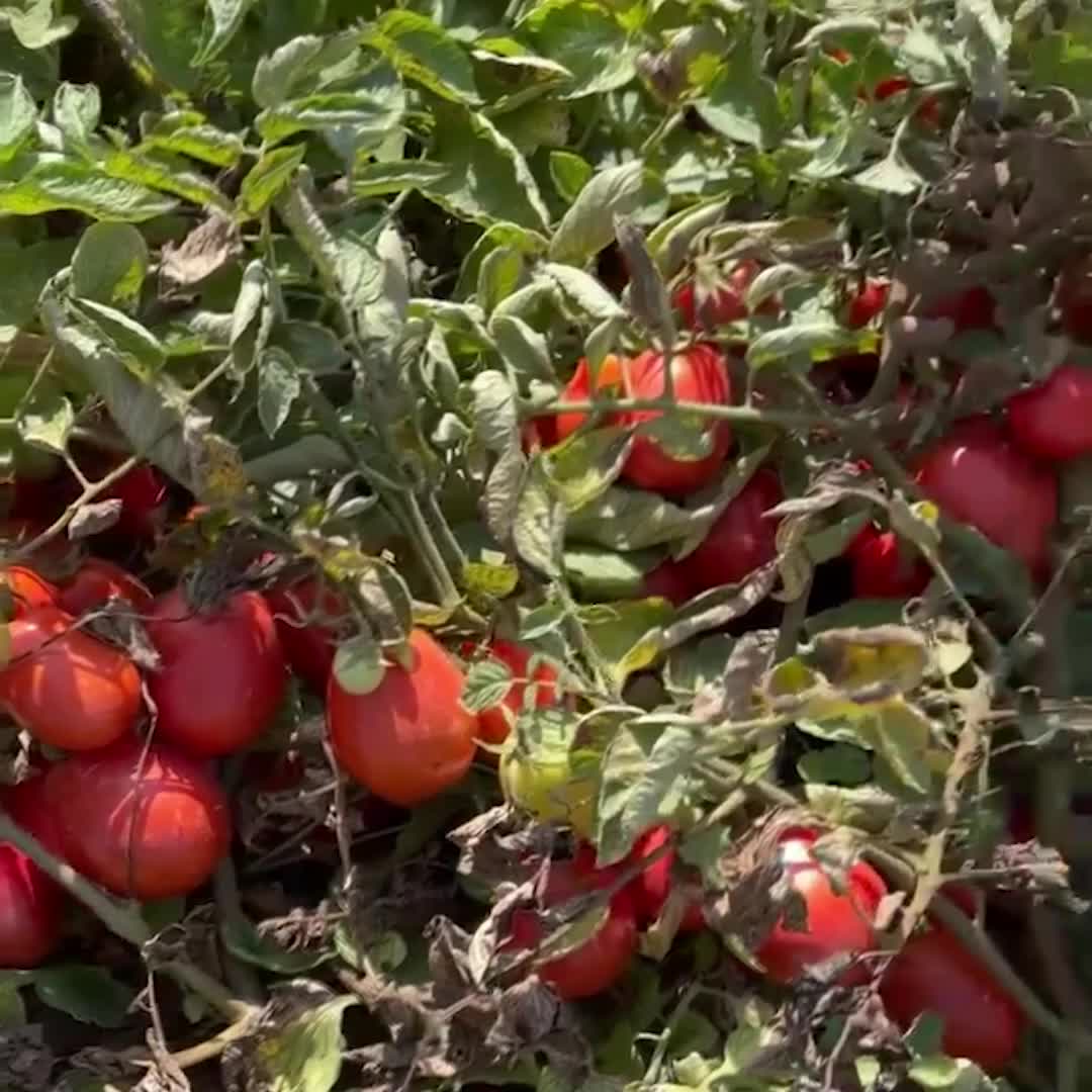 Bursa çiftçisine Beyoğlu'ndan destek: Belediye üreticinin elinde kalan domateslerden 25 bin tonunu ihtiyaç sahiplerine ücretsiz dağıtıyor
