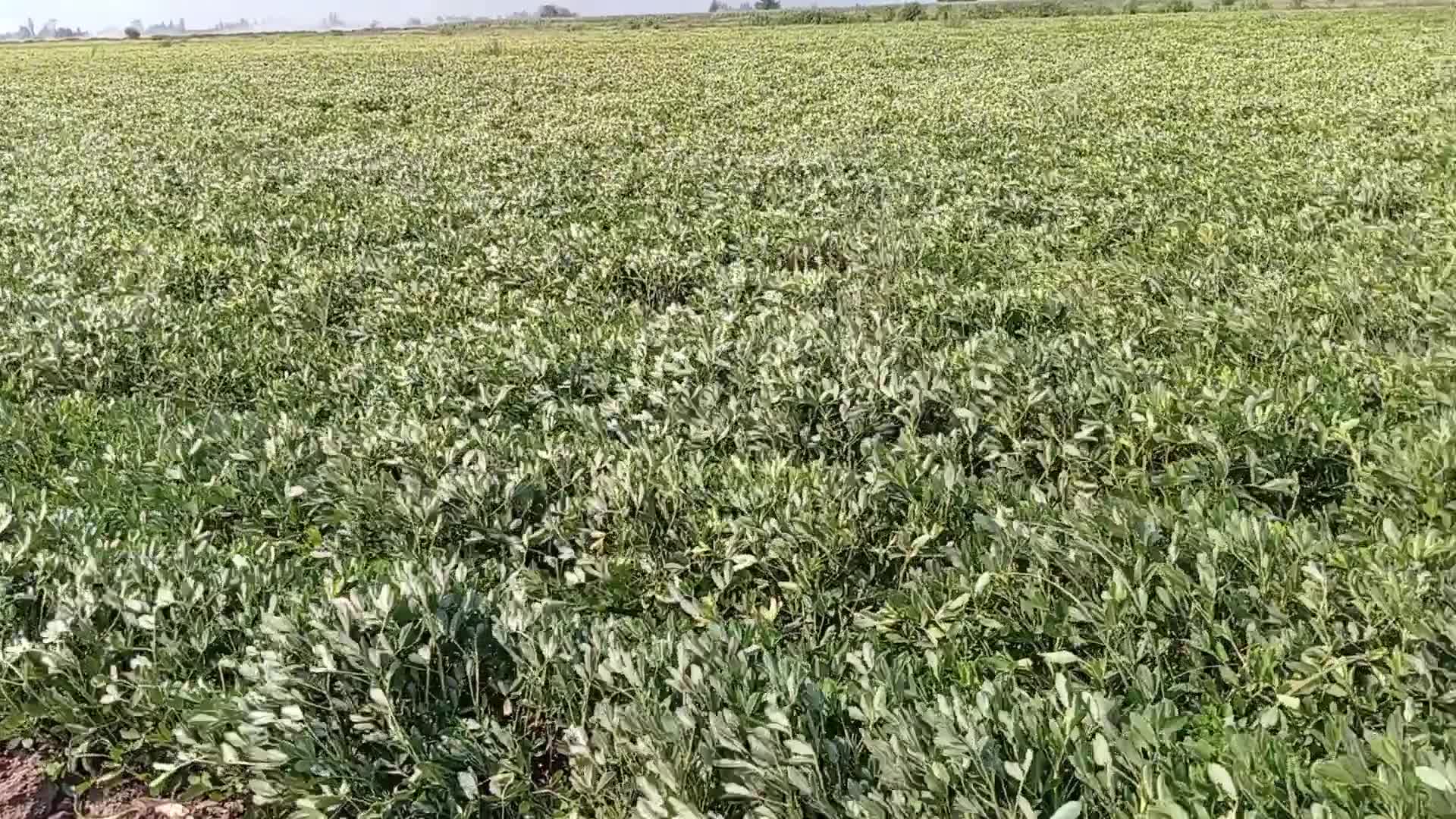 Fıstık hasadına başlayan Kadirlili çiftçi: ''Bu sene pek bir kazanç beklemiyoruz''