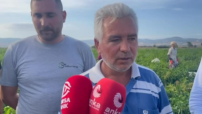 Bursa'da biber fiyatı geçen yıla göre yarı yarıya düştü, üretici tepkili: Ürettikçe batıyoruz