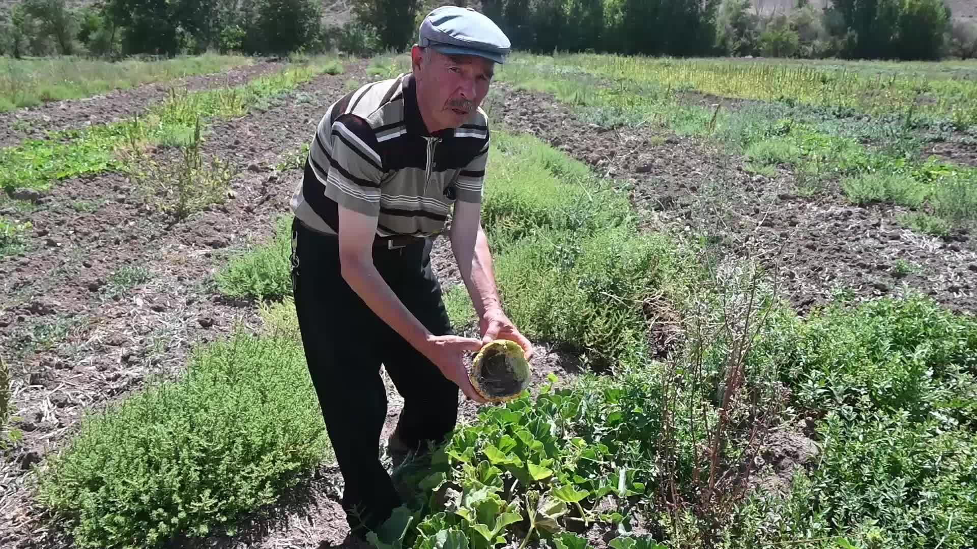 Yozgat’ta çiftçinin başı tarla fareleriyle dertte
