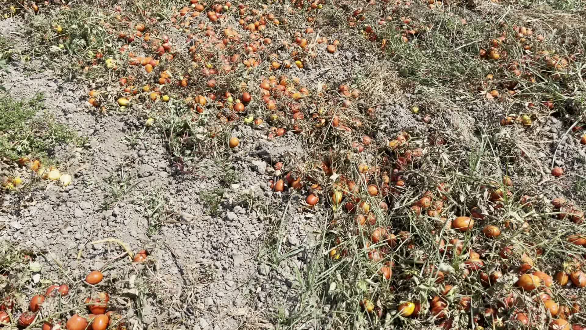 Karacabey'de toplanmayan domatesler toprağa karıştırılmaya başlandı