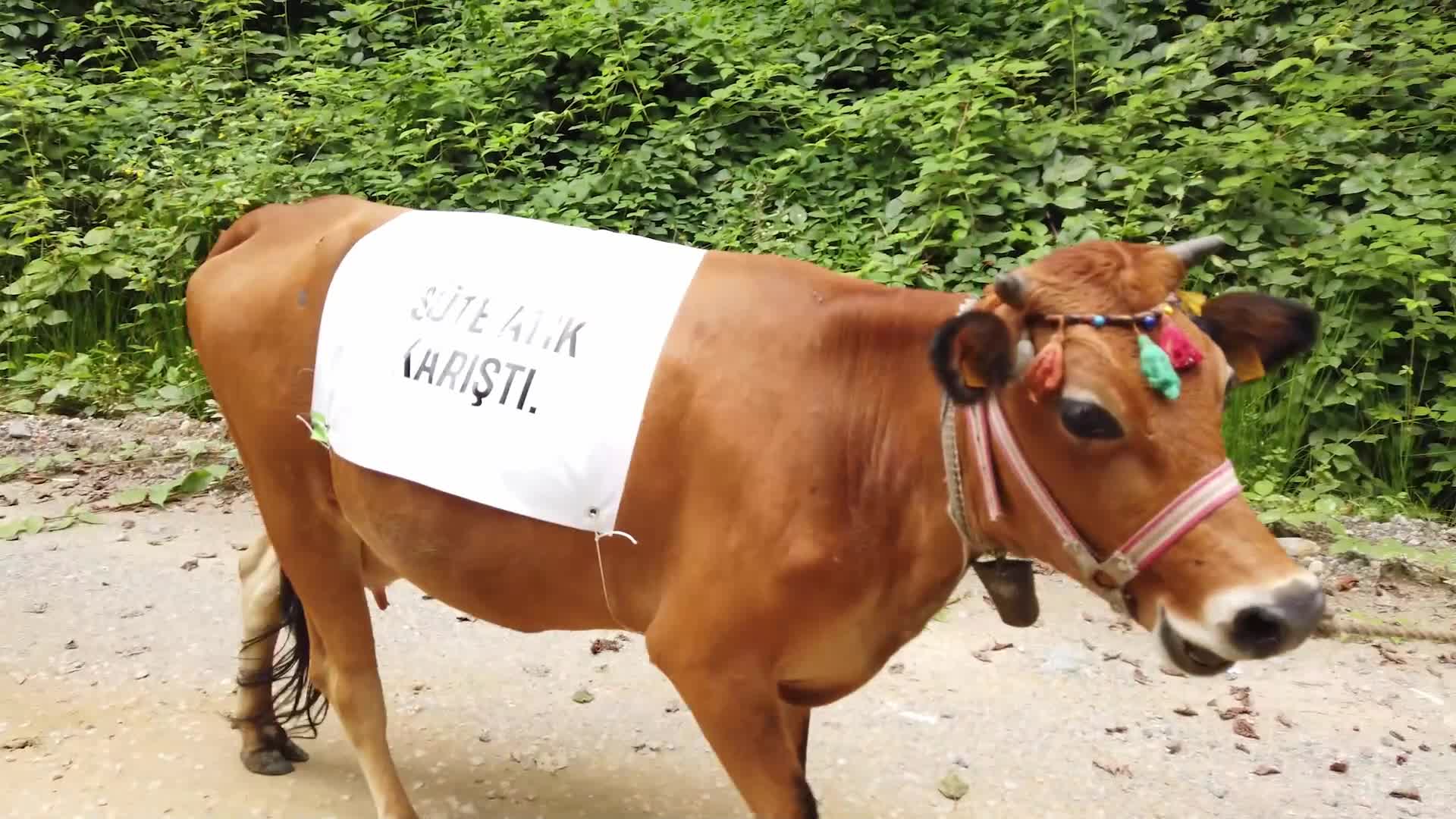 Giresun’un Çatalağaç köyü sakinlerinden madencilik faaliyetine protesto: Sularımız, derelerimiz gitti, balığımız yok