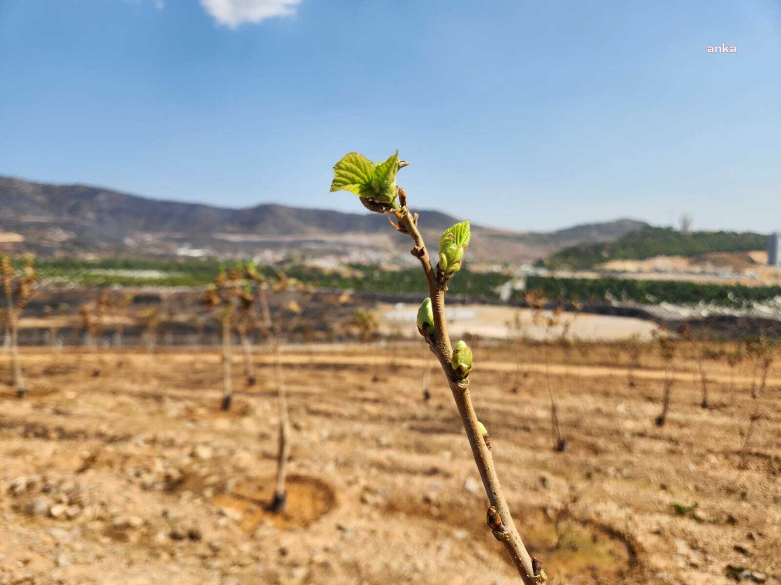İzmir'de yanan ormanlarda yapraklar yeniden yeşermeye başladı