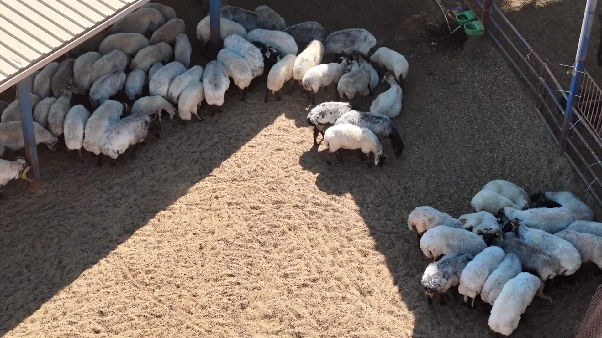 Aydın Büyükşehir Belediyesi üreticiye destek olmaya devam ediyor