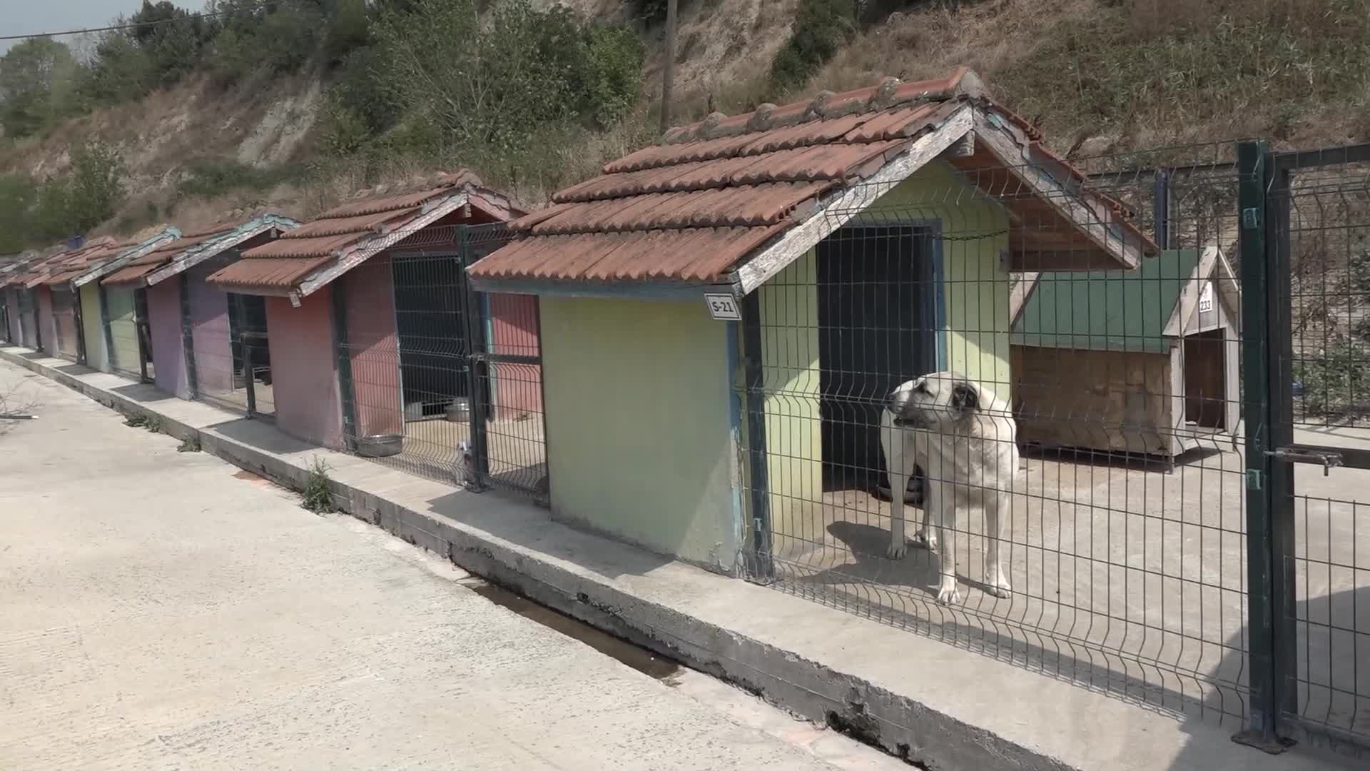 Büyükçekmece Belediyesi'nden can dostları sahiplendirme seferberliği