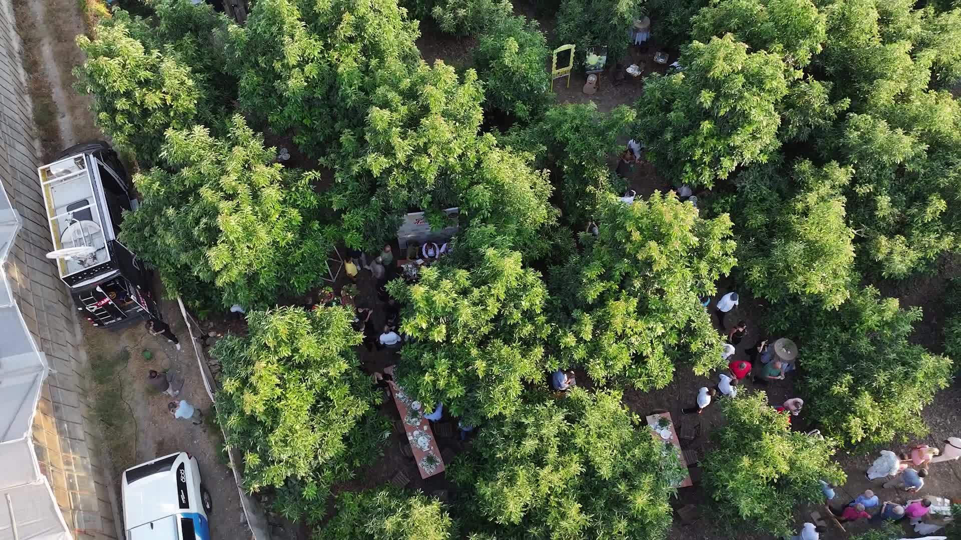 Foodfest Antalya Gastronomi Festivali, Alanya'da avokado ve mango hasadı ile başladı